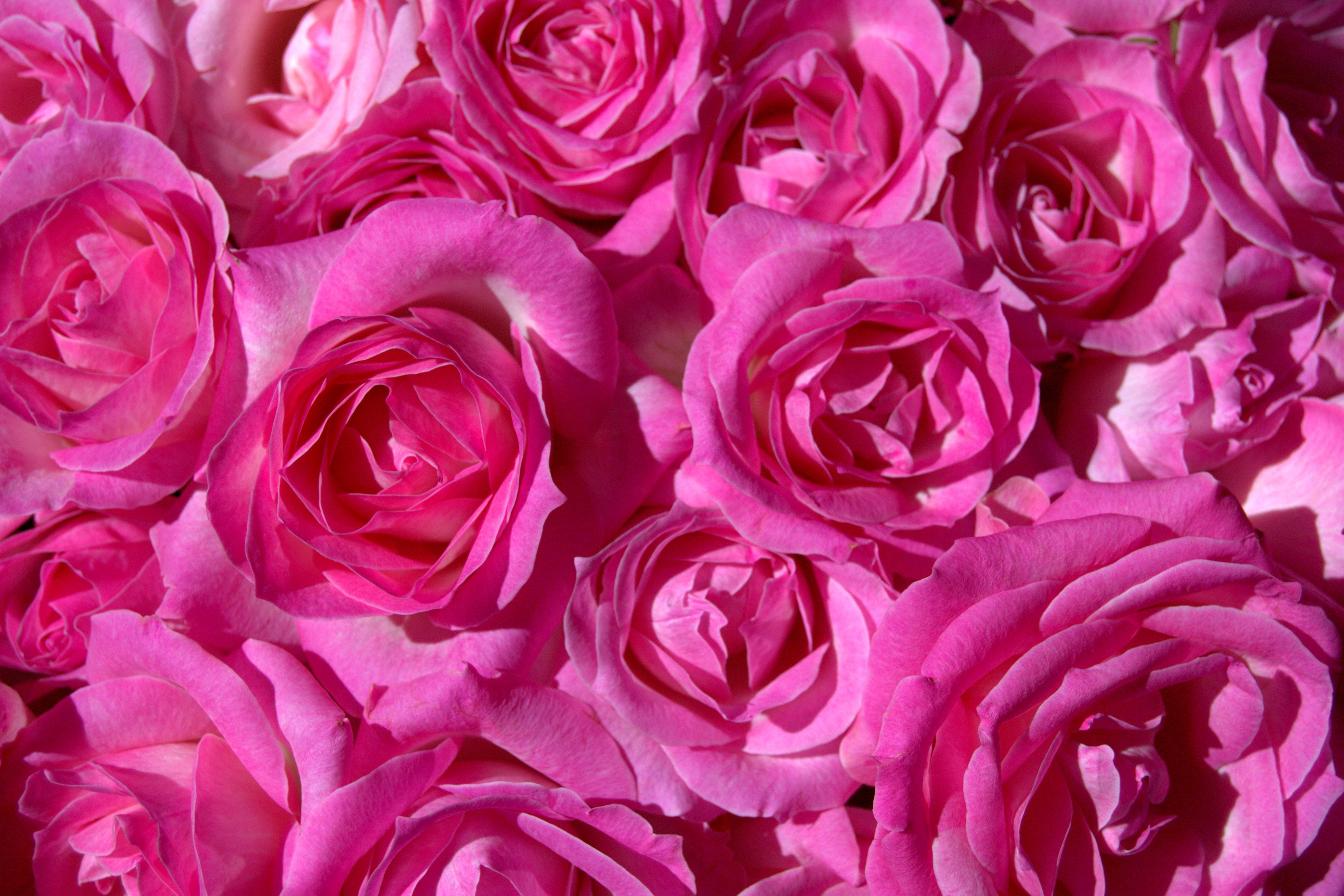 Vibrant Pink Rose Blooms Close-Up · Free Stock Photo