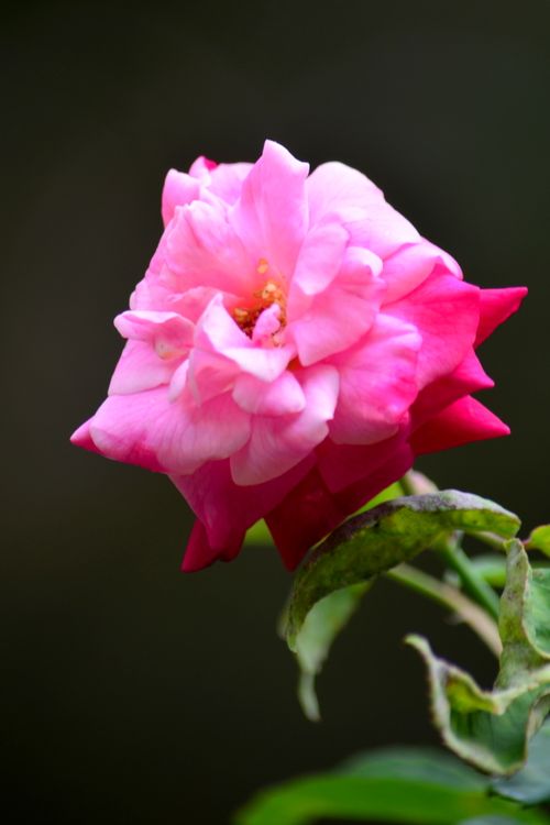 Free A close-up view of a vibrant pink rose in full bloom with contrasting green leaves in a Bandung garden. Stock Photo