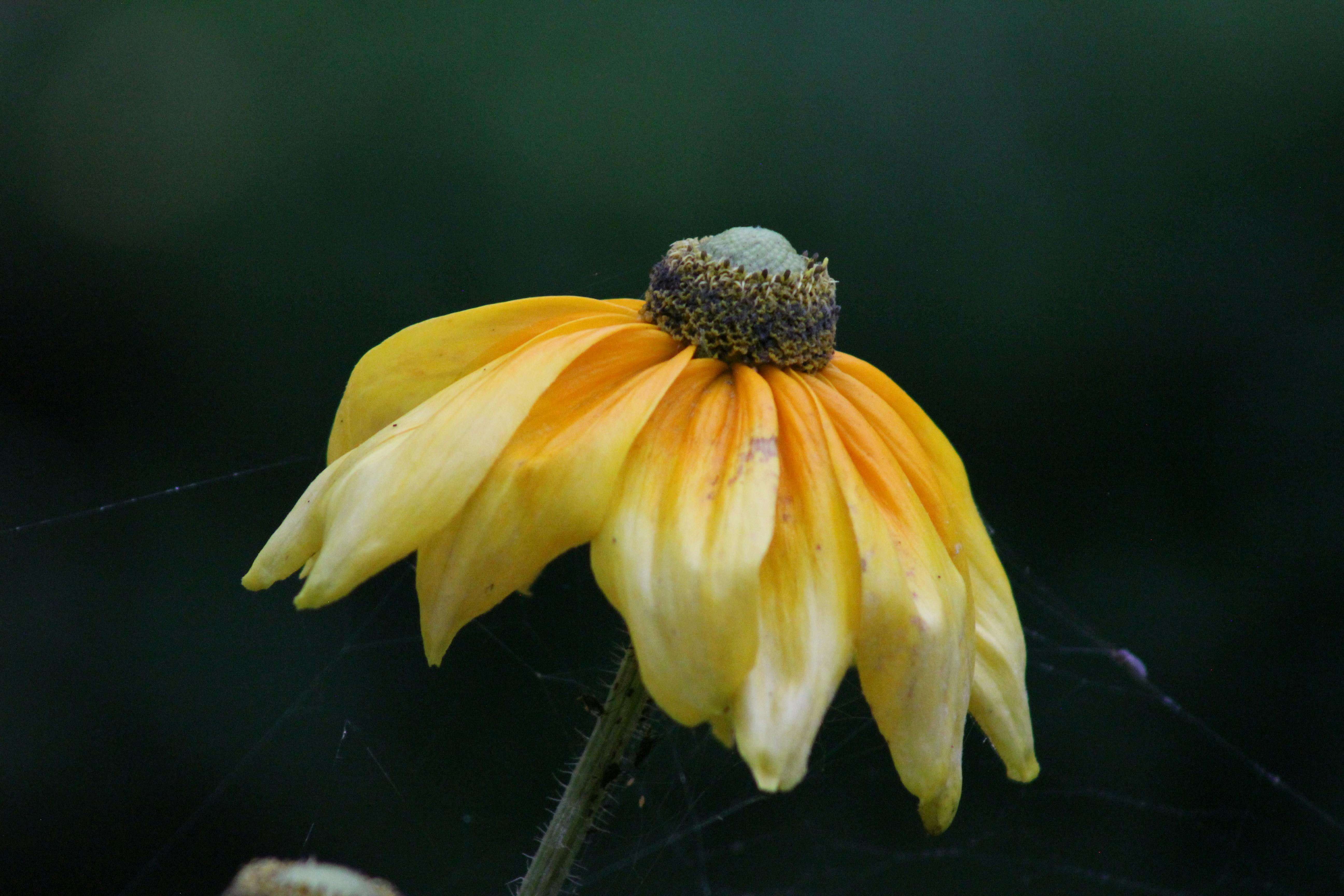 Gratis stockfoto met achtergrondonscherpte, artistiek, bloeien Stockfoto