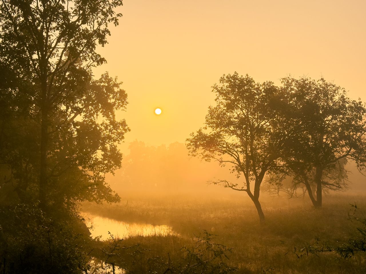 golden sunrise illuminates a misty meadow with silhouetted trees creat