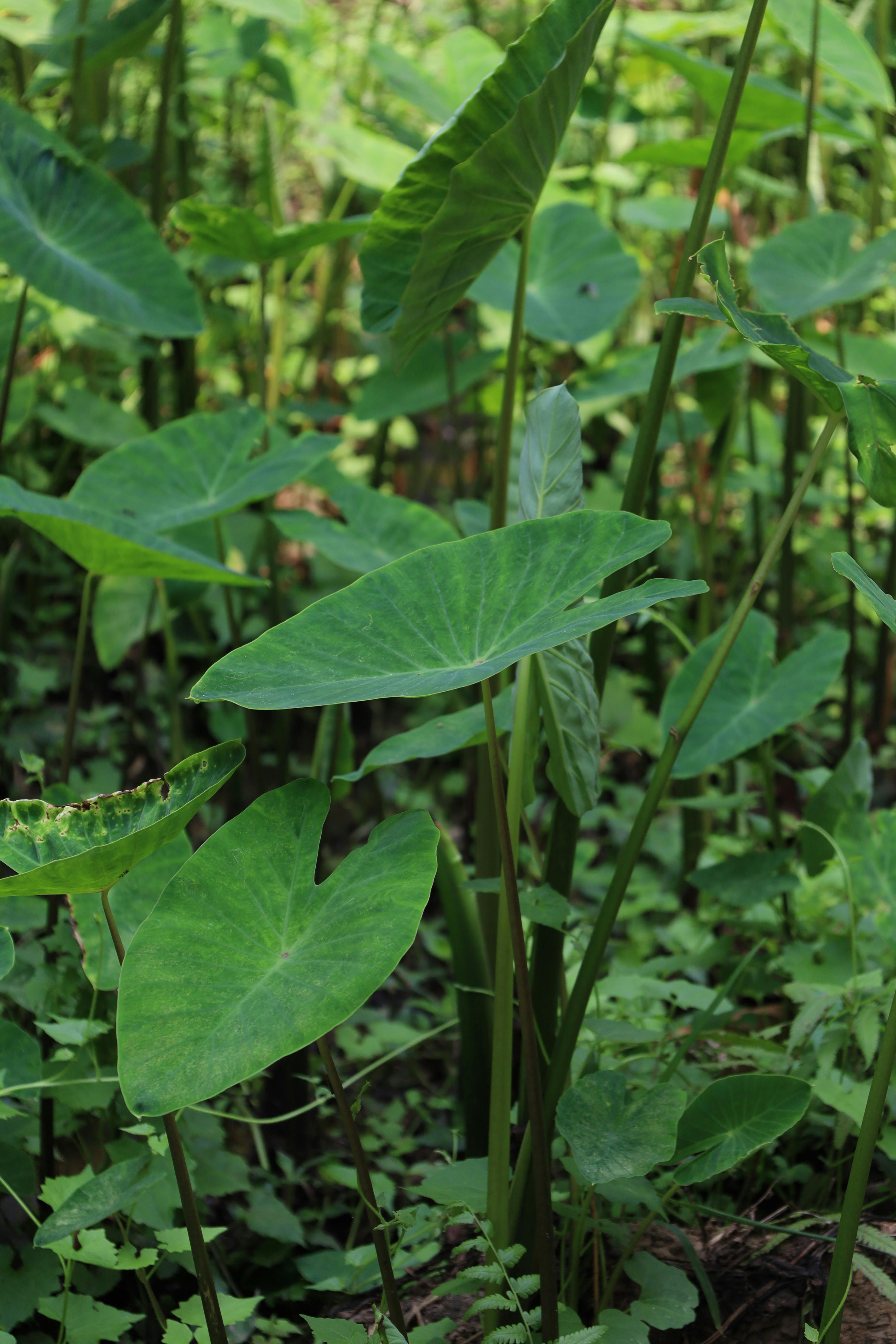 grátis Plantas de taro verde vibrante prosperando ao ar livre em um ambiente natural. Foto profissional