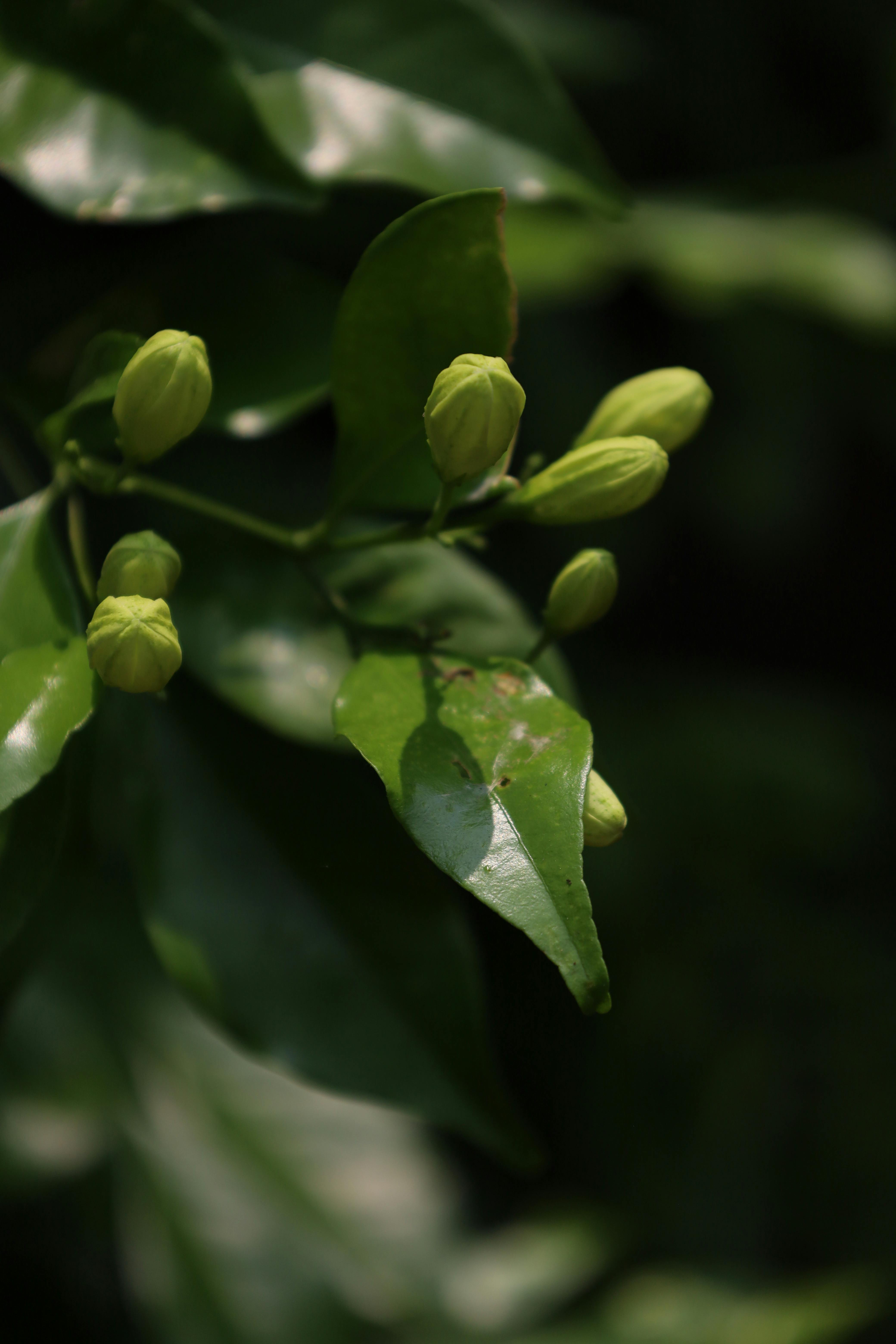 Gratuit Imagine de stoc gratuită din a închide, arc, boboci verzi Fotografie de stoc
