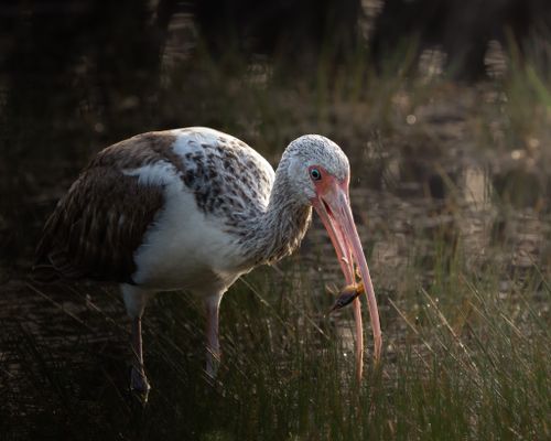 Free White ibis hunting in a marshland, capturing prey amidst lush greenery. Stock Photo