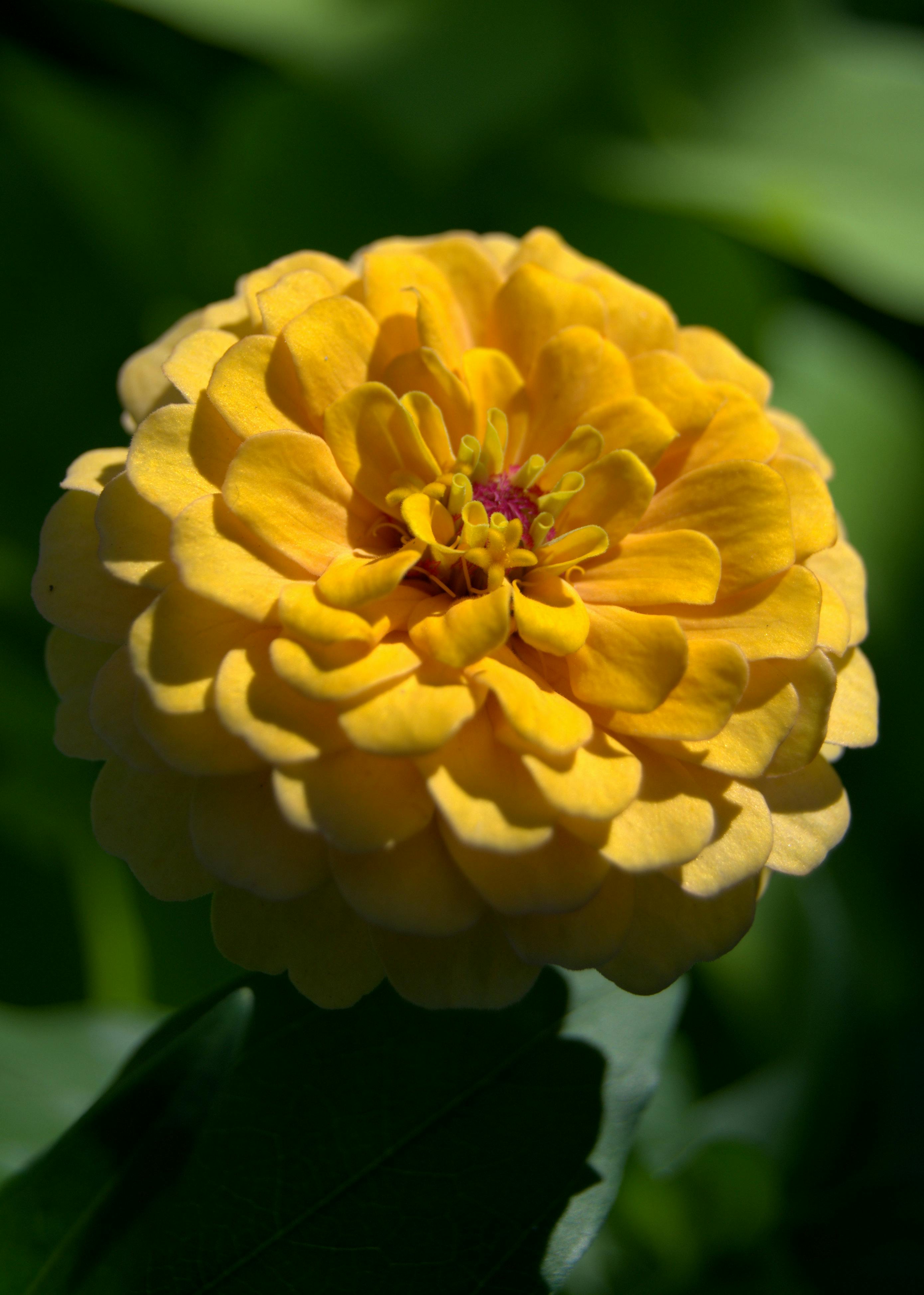 bezplatná Zářivě žlutá cínie v plném květu venku, vyzařující krásu a eleganci svými vrstvenými okvětními lístky. Základová fotografie