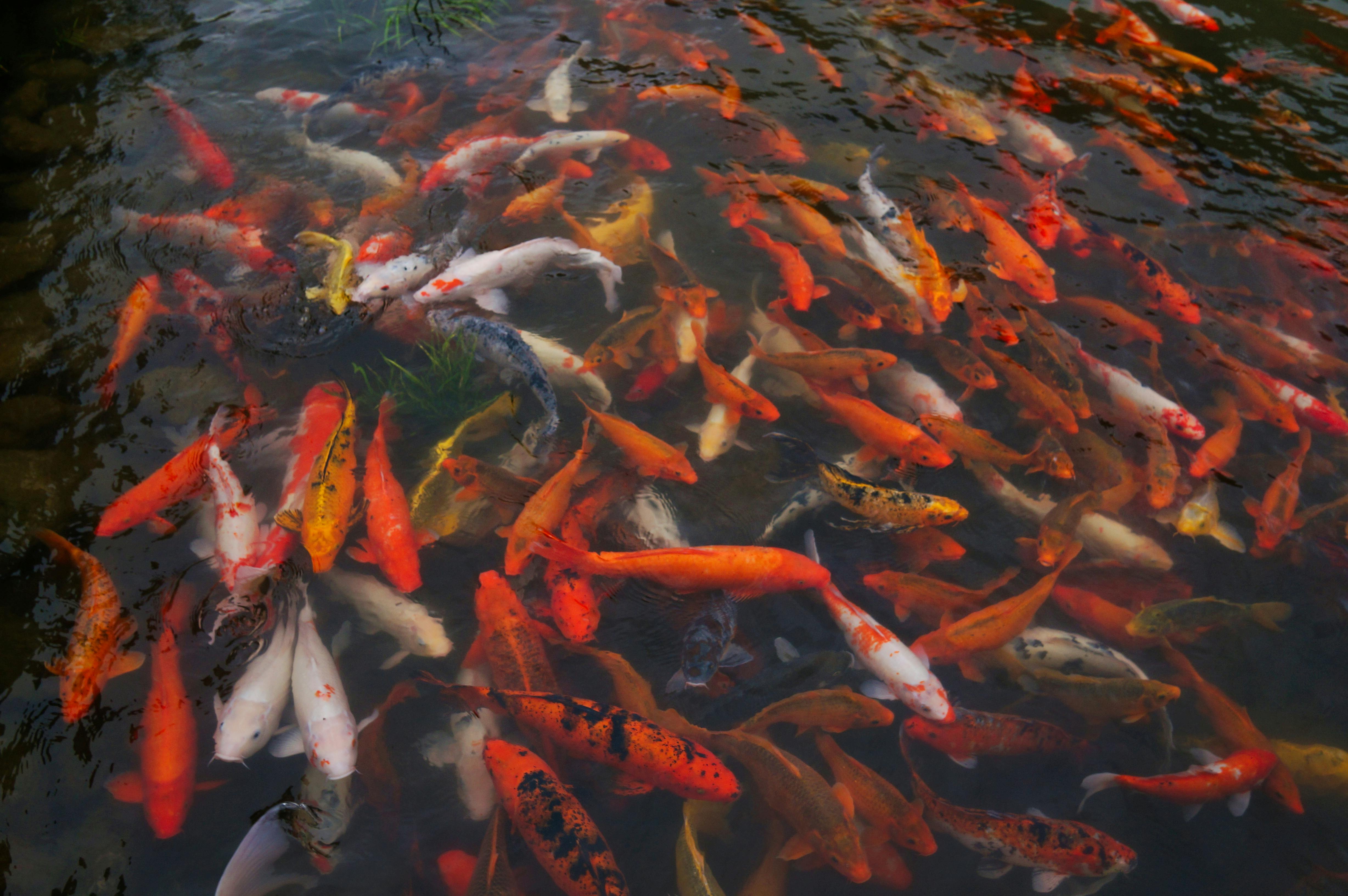 Gratuit Pești koi colorați înotând elegant într-un iaz, etalându-și solzii vibranți. Fotografie de stoc
