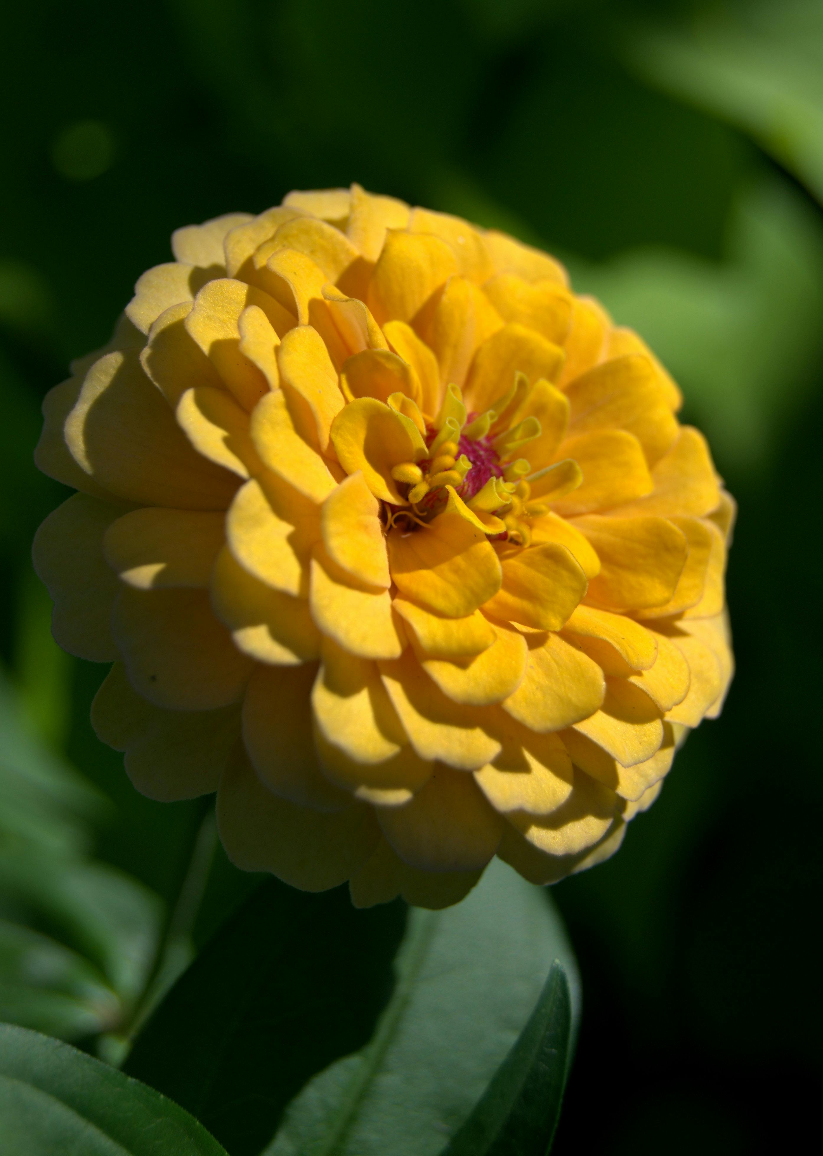 Zadarmo Detailný záber na žiarivý žltý kvet cínie, ktorý predvádza svoje vrstvené okvetné lístky a žiarivé farby. Fotka z fotobanky