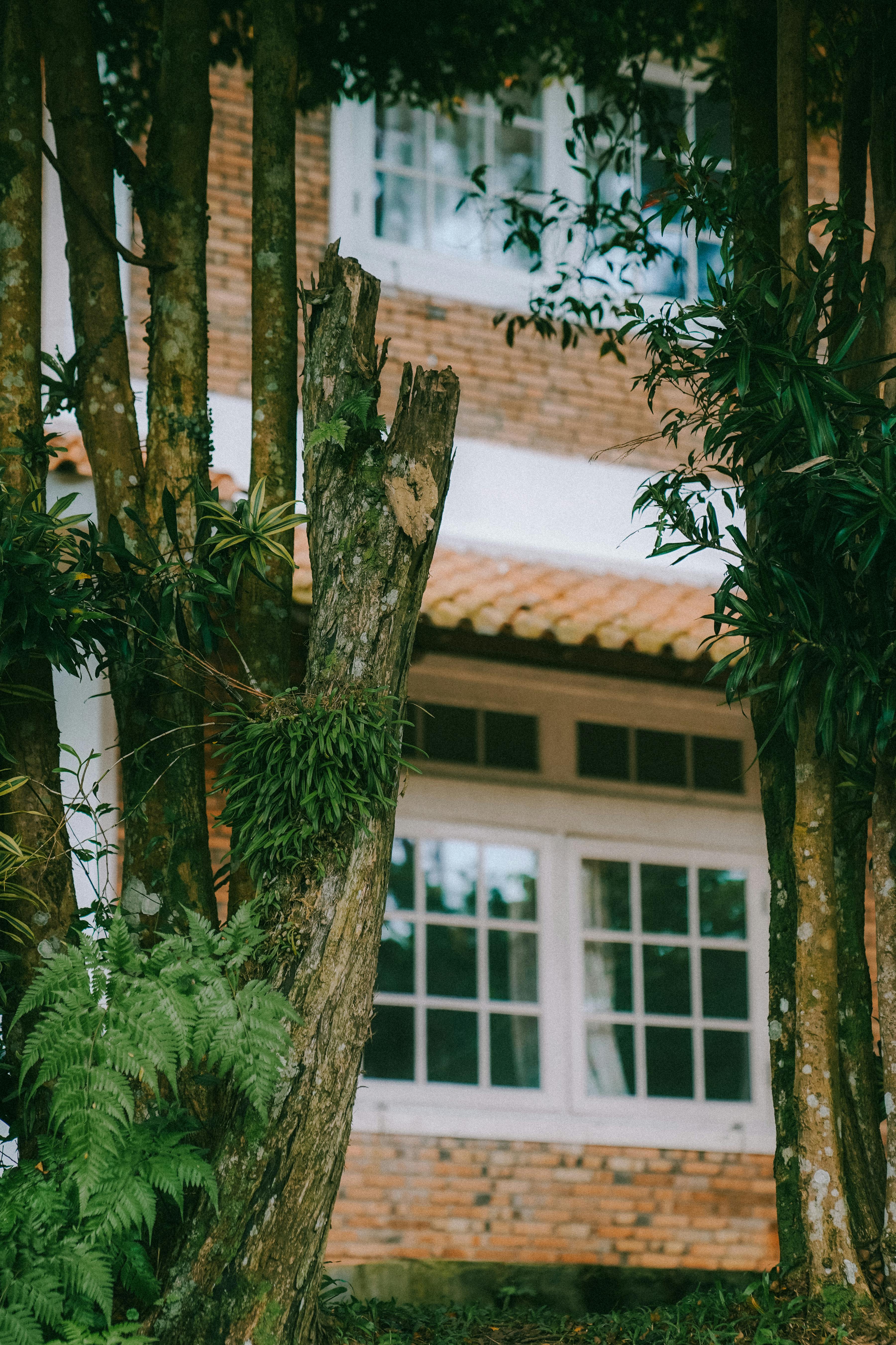grátis Uma casa em estilo colonial emoldurada por folhagem exuberante em Cisarua, Java Ocidental, Indonésia. Foto profissional