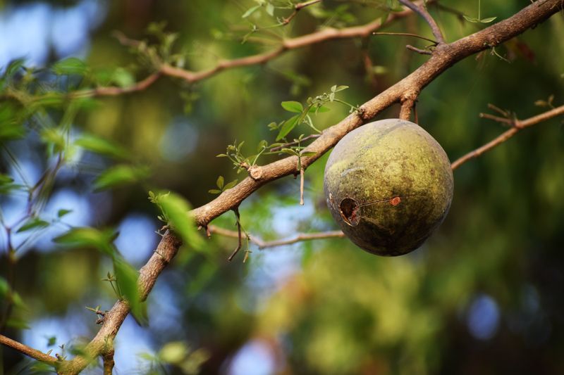 Baobab fruit