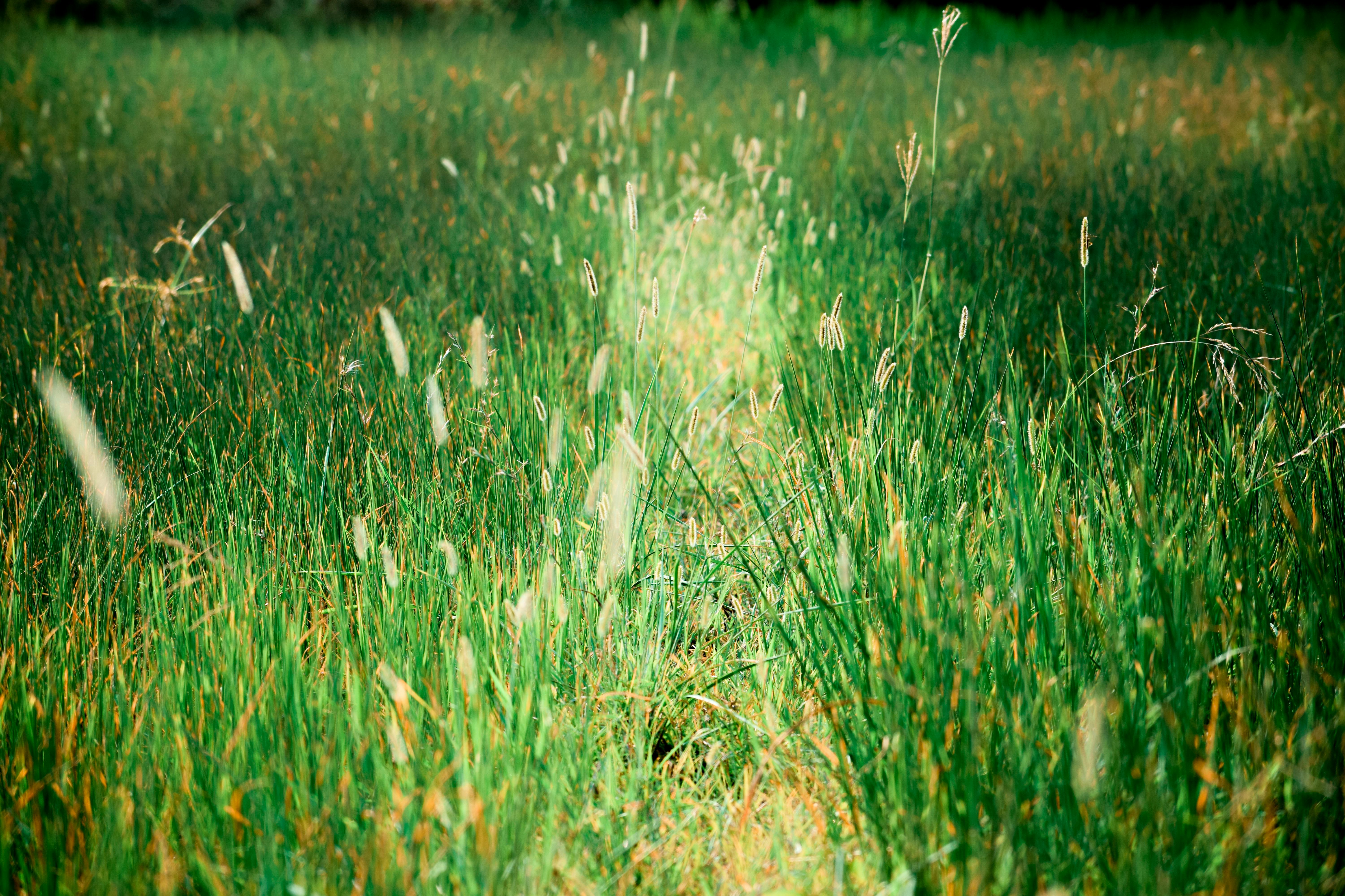 ingyenes Napfény által megvilágított zöld füves mező, amely a természeti szépséget és a nyugalmat mutatja be. Stockfotó