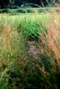 Overgrown Pathway Through Lush Green Grass