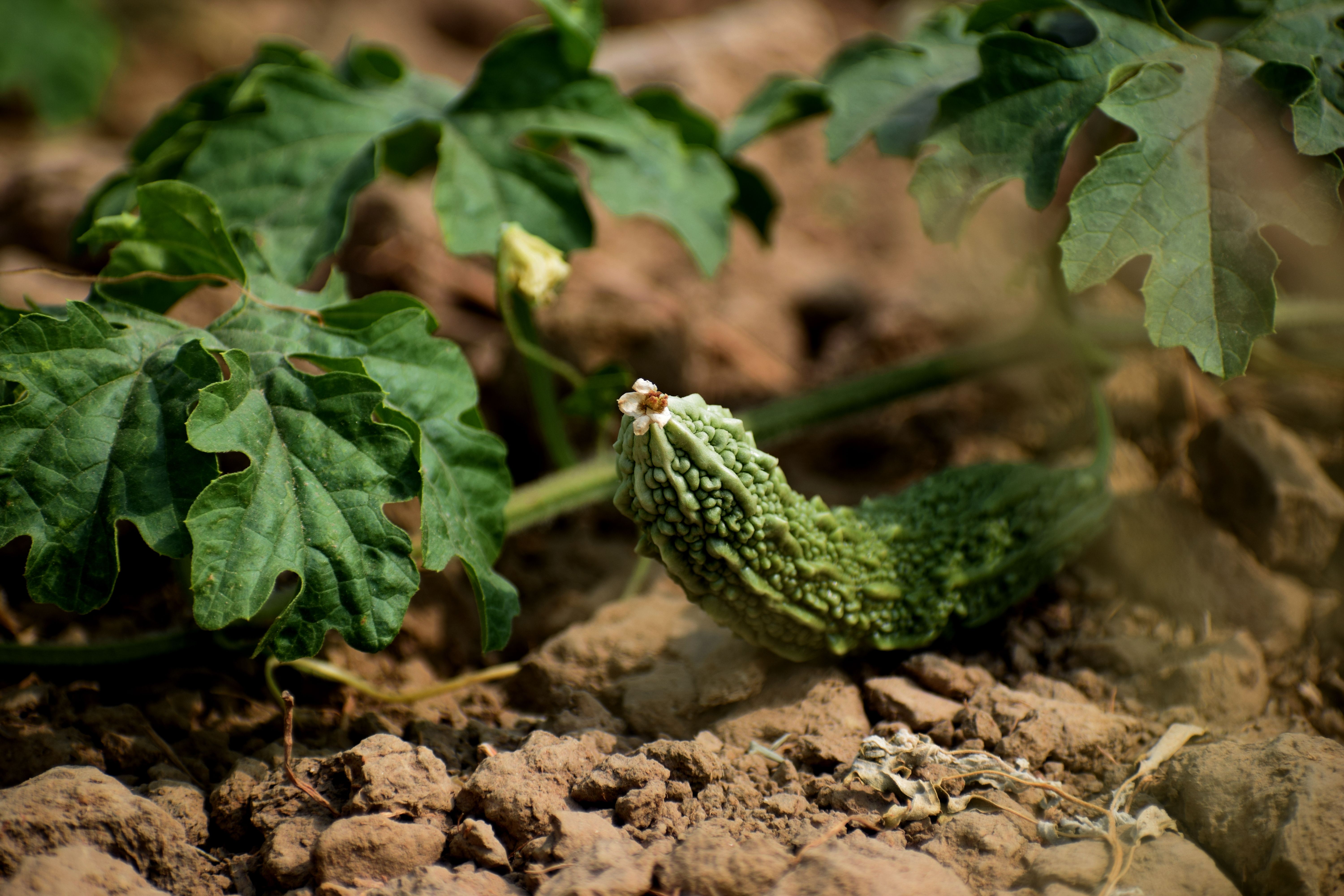 A detailed close-up of a bitter melon (Momordica charantia) growing on a vine in a garden.