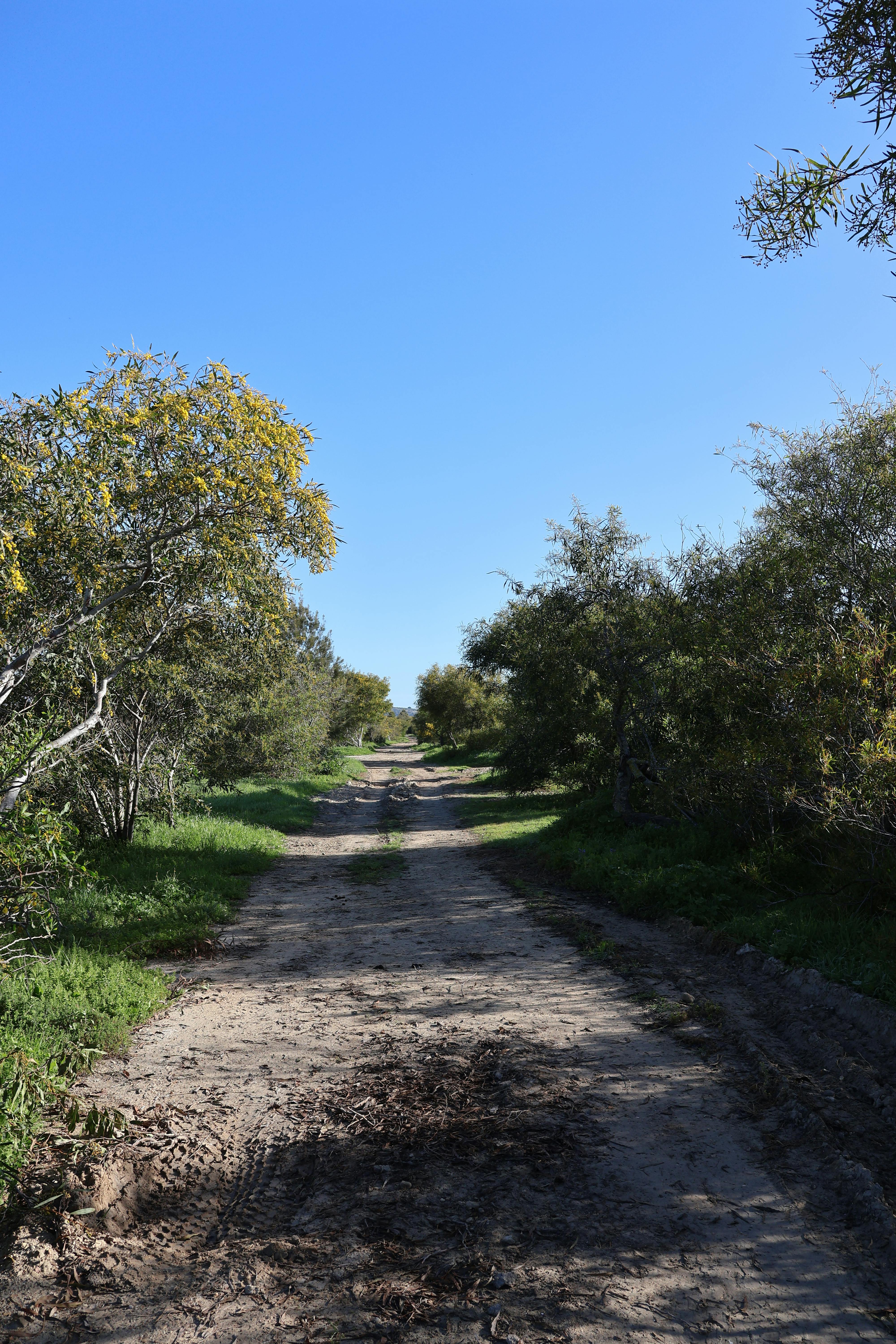 Zadarmo Fotobanka s bezplatnými fotkami na tému andalucia, botanický, cesta na vidieku Fotka z fotobanky