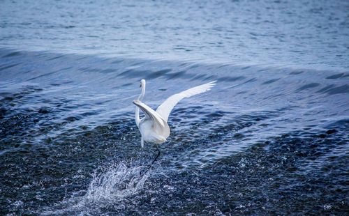 Free A graceful egret with wings spread, taking off from the ocean's edge, creating splashes in the water. Stock Photo