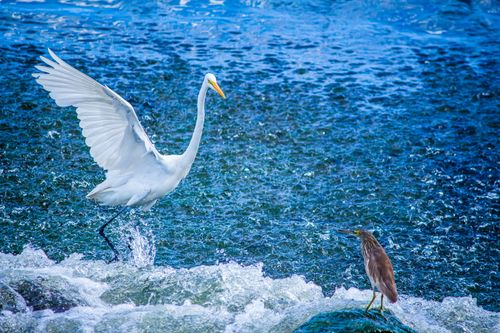 Free A great egret gracefully spreads its wings alongside a heron by a flowing river. Stock Photo