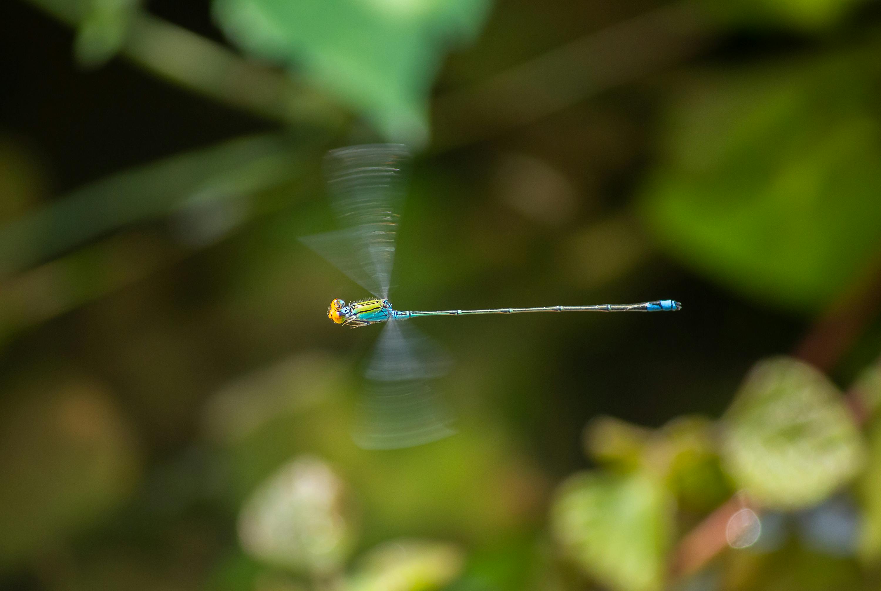 免費 近距離觀察一隻色彩鮮豔的蜻蜓，突顯其纖細的翅膀和色彩繽紛的身體。 圖庫相片