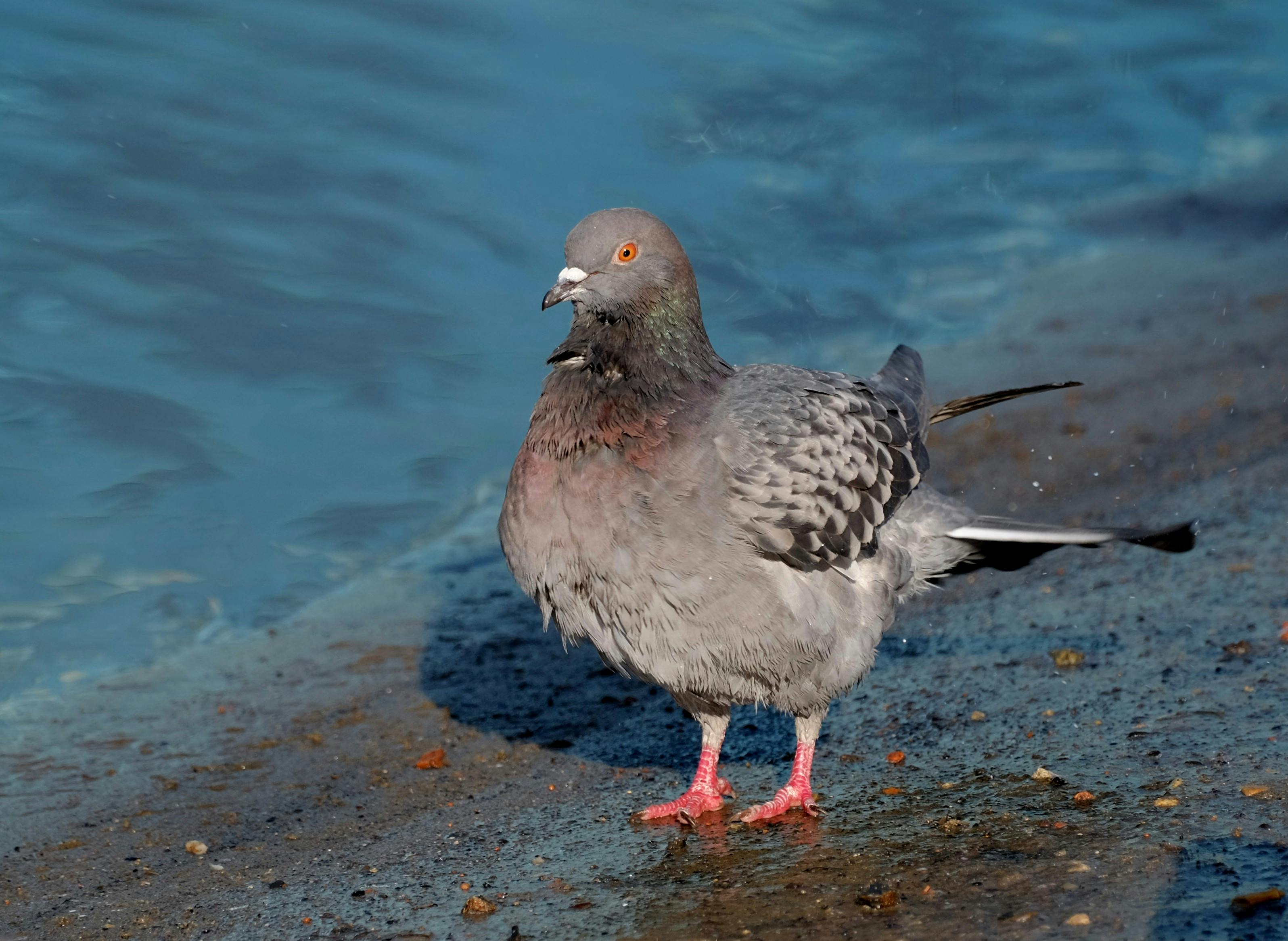 Gratis Immagine gratuita di ambiente esterno, ambiente urbano, animale Foto a disposizione