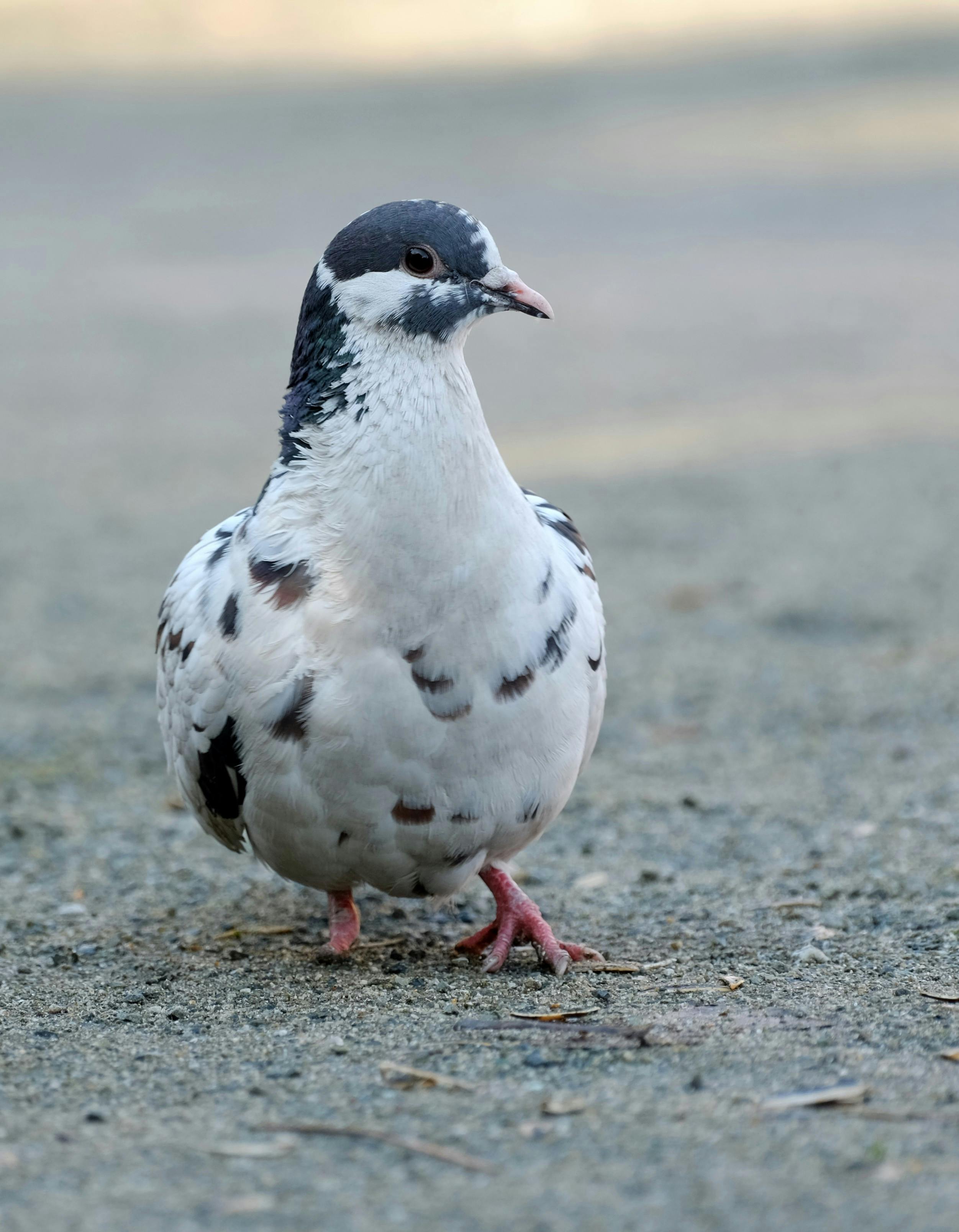 Kostenlos Detailaufnahme einer Taube mit auffälligem Gefieder, die im Freien auf einem gepflasterten Weg läuft. Stock-Foto