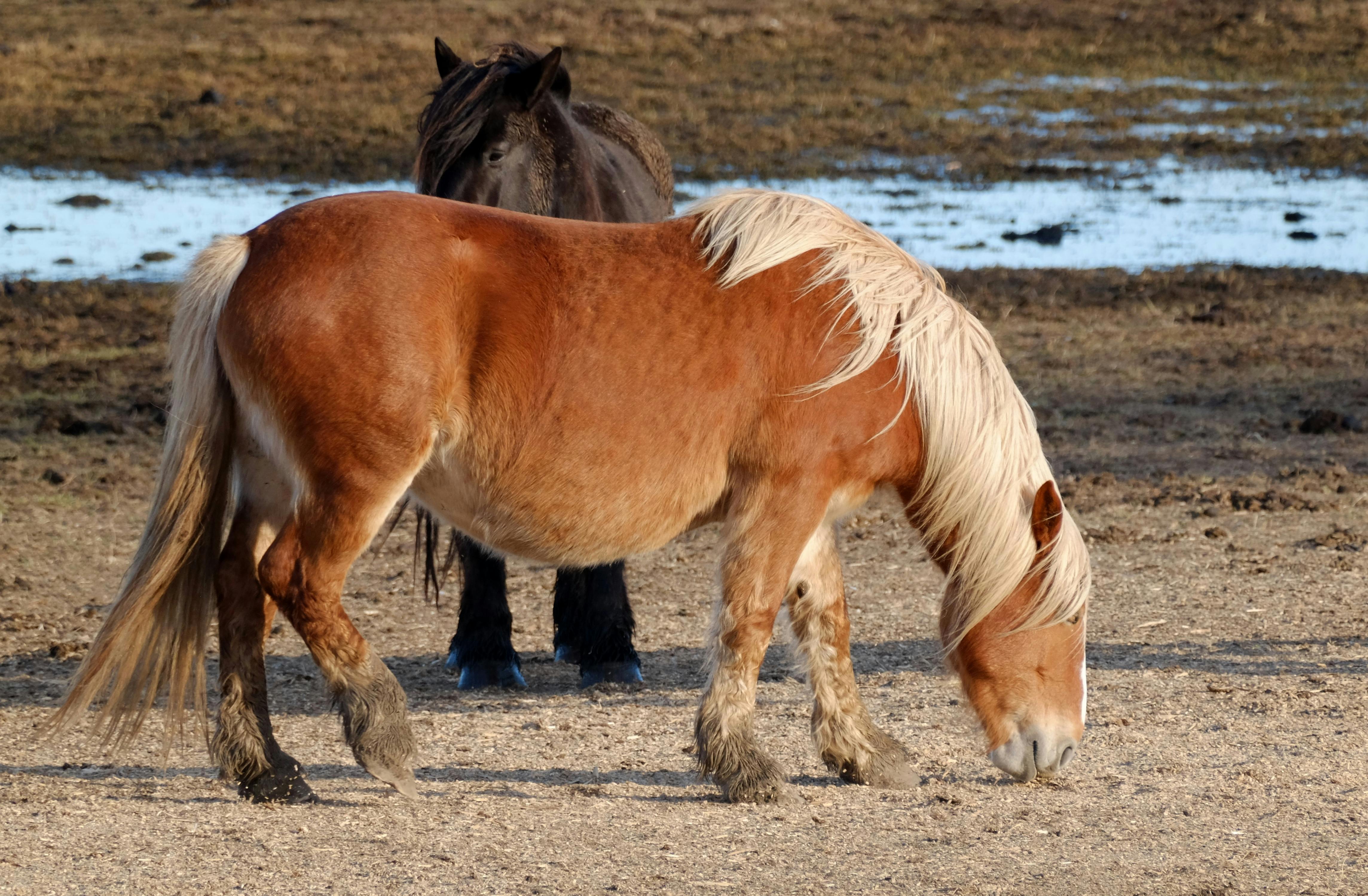 Gratis Due cavalli, uno sauro e uno nero, pascolano in un prato umido e fangoso. Foto a disposizione