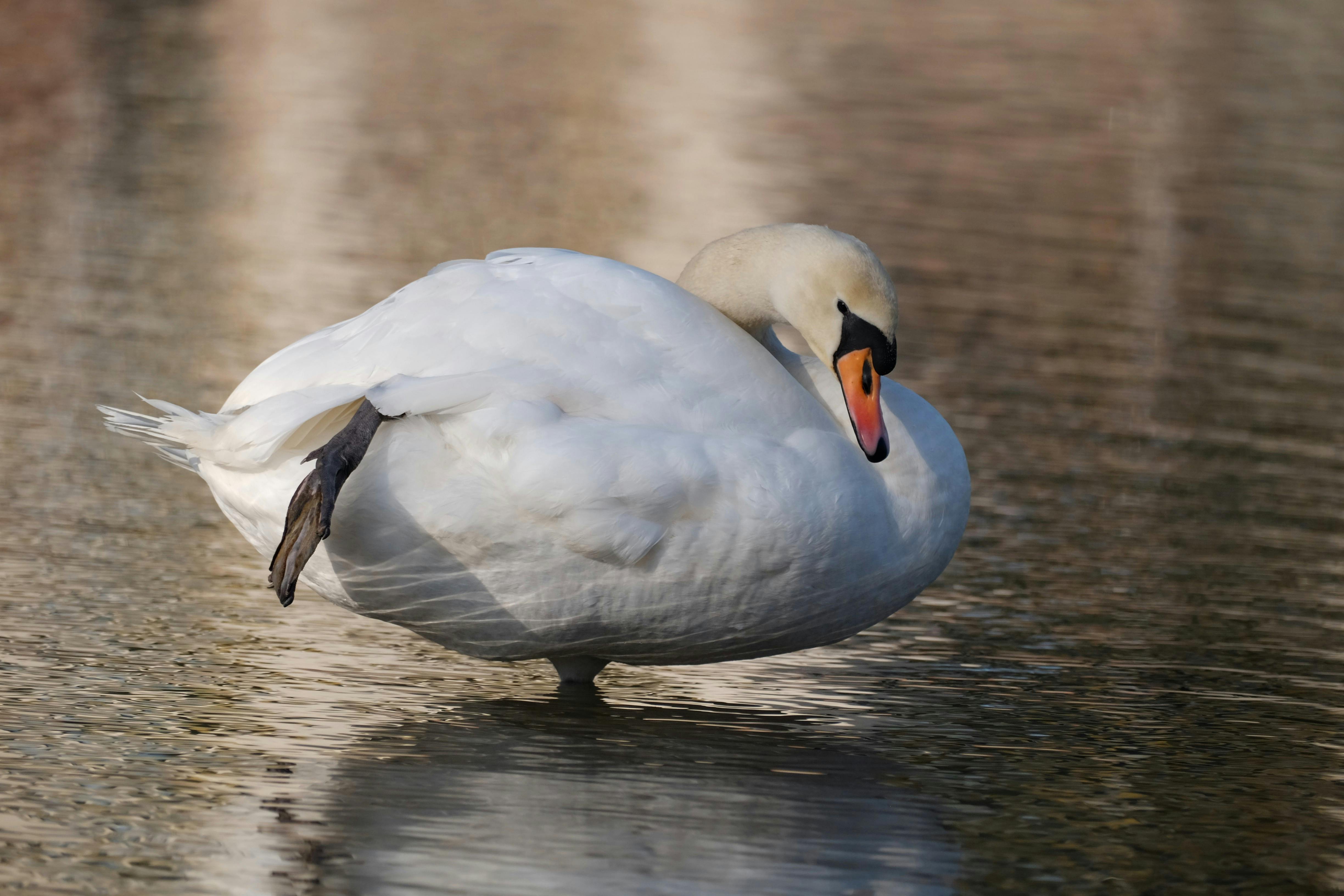 Gratis Un sereno cigno reale si erge con grazia nelle acque calme, mettendo in mostra eleganza e bellezza naturale. Foto a disposizione