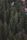 forest background