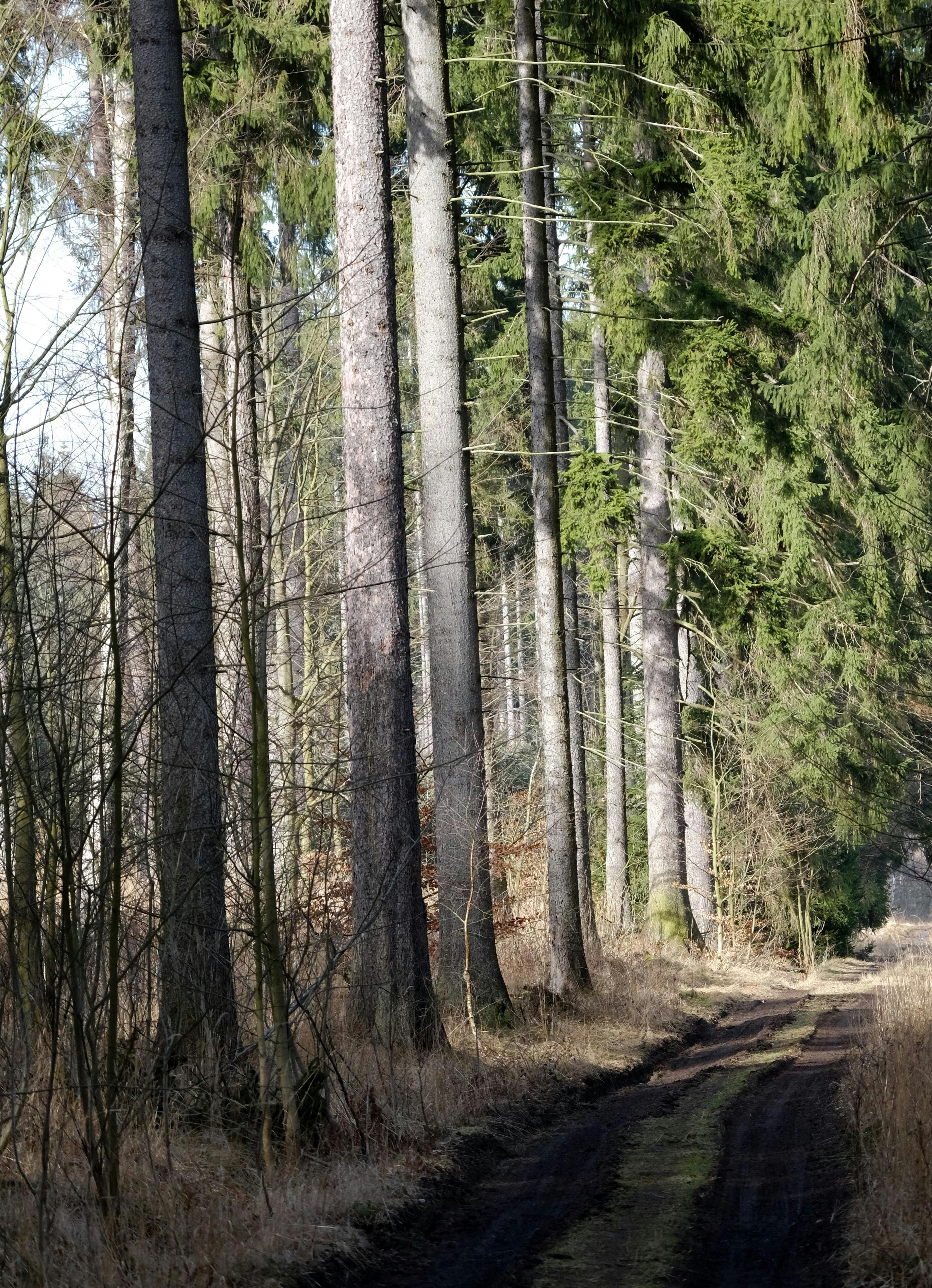Gratis Una tranquilla area boschiva con uno stretto sentiero sterrato circondato da alti pini, immersa in una limpida luce del giorno. Foto a disposizione