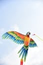 Colorful Parrot Kite Soaring in the Sky