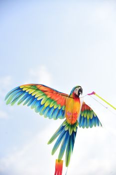 parrot photo