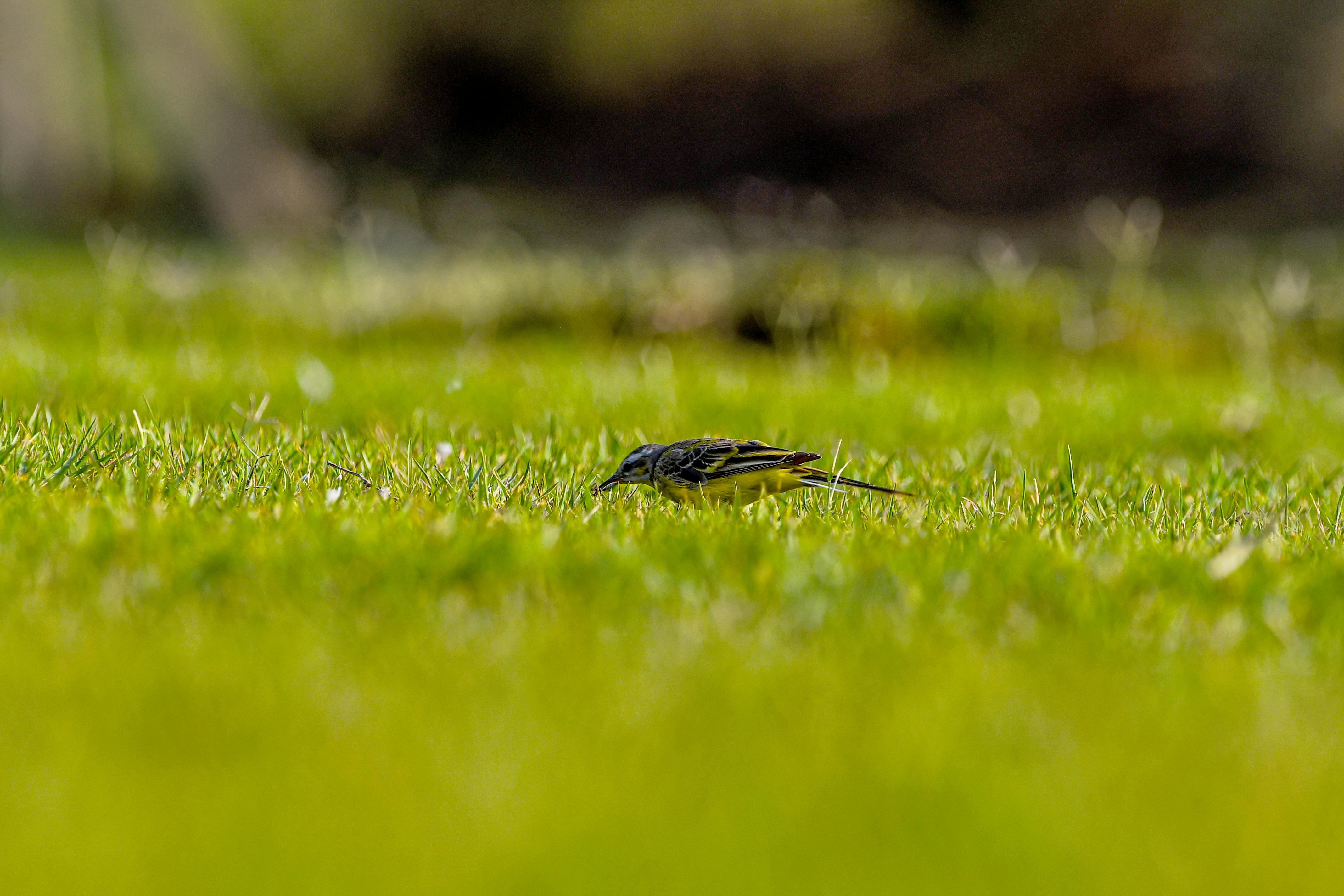 Gratis Primo piano di una ballerina su un prato di un verde brillante durante il giorno. Foto a disposizione