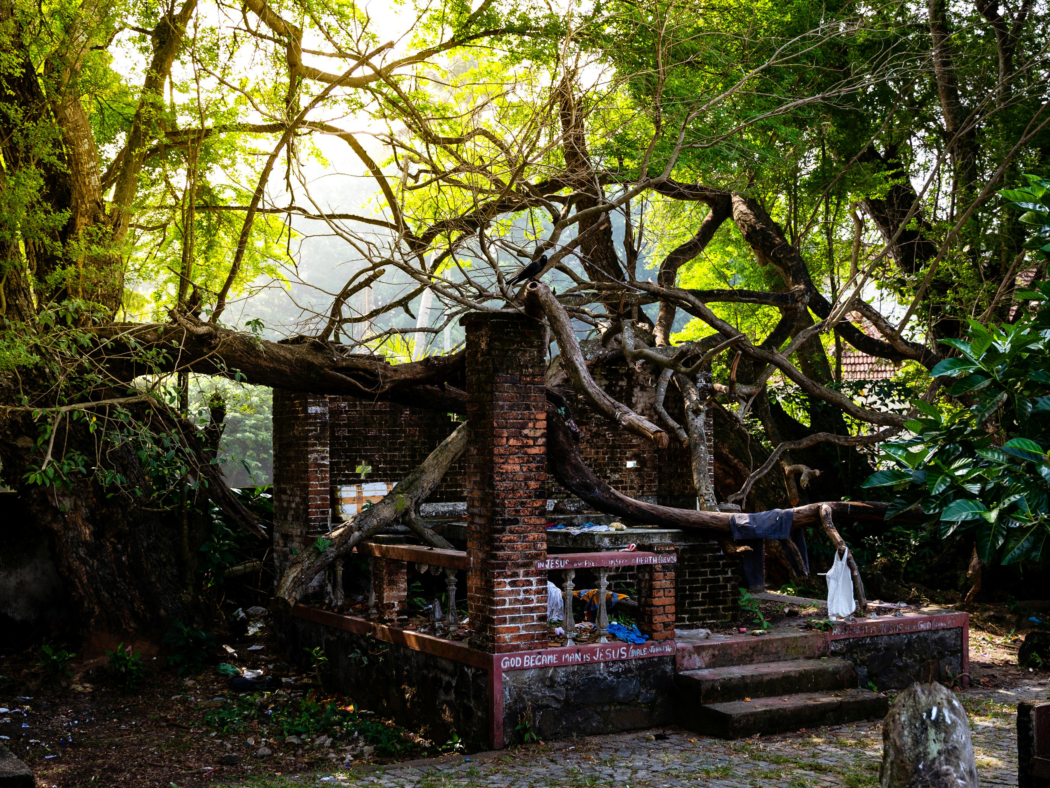 Gratis Explora una ruina encantadora cubierta por un árbol frondoso en medio de una exuberante vegetación, creando una armoniosa fusión de naturaleza e historia. Foto de stock