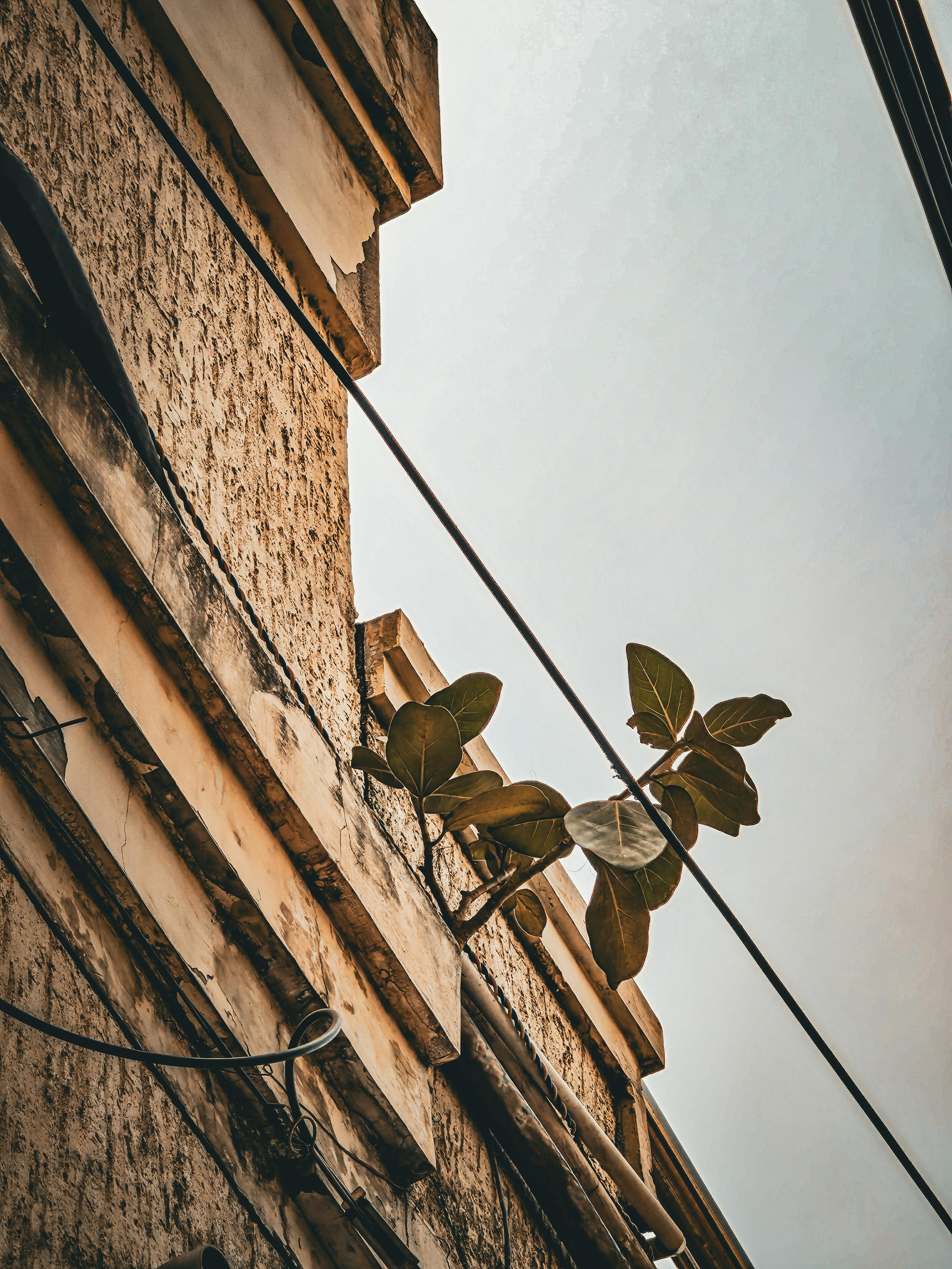 Gratis El exterior de un edificio urbano de estilo rústico con una planta trepadora, bajo un cielo despejado. Foto de stock