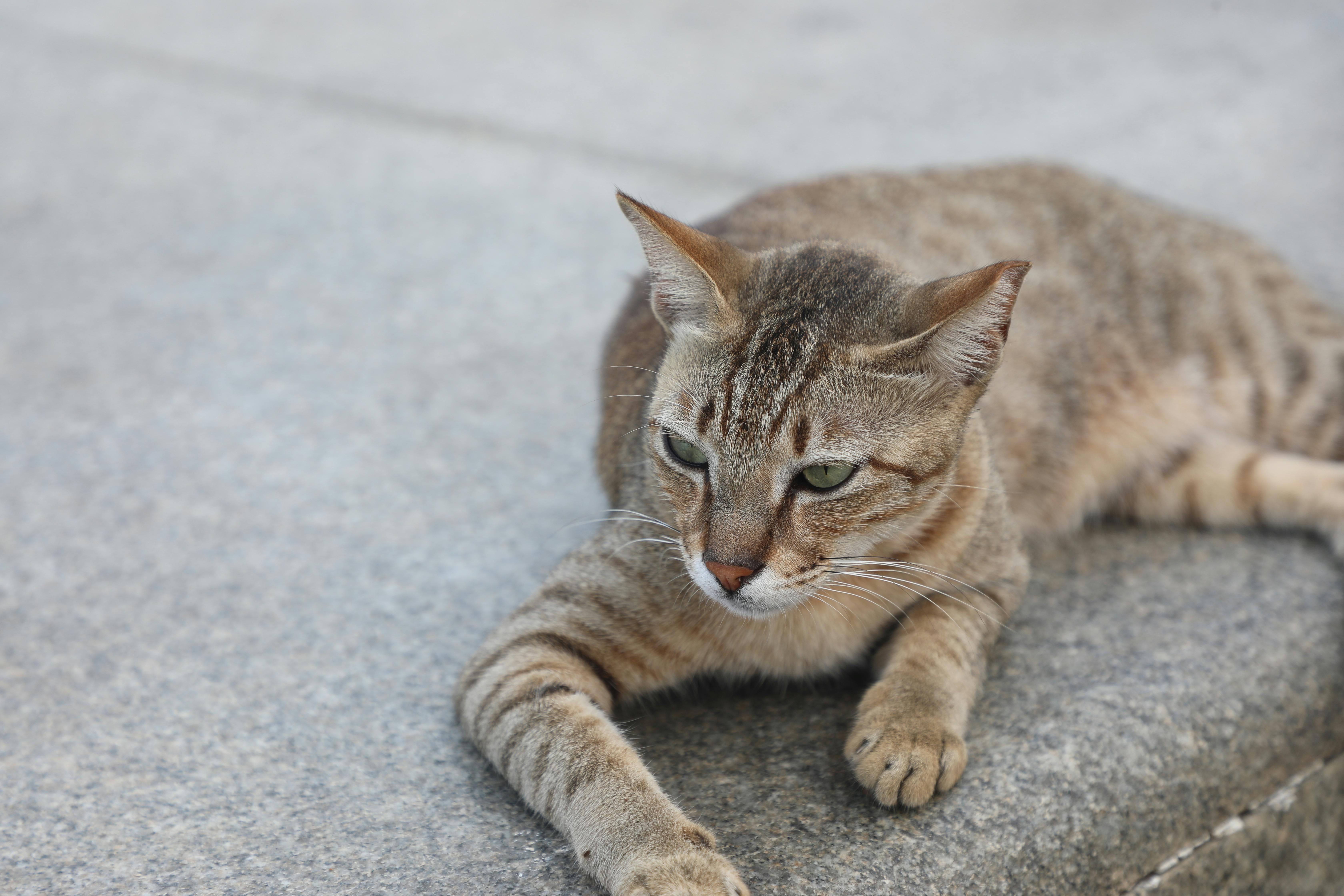 Gratis Un primo piano di un gatto tigrato che riposa su un marciapiede di cemento, a dimostrazione della sua calma e tranquillità. Foto a disposizione