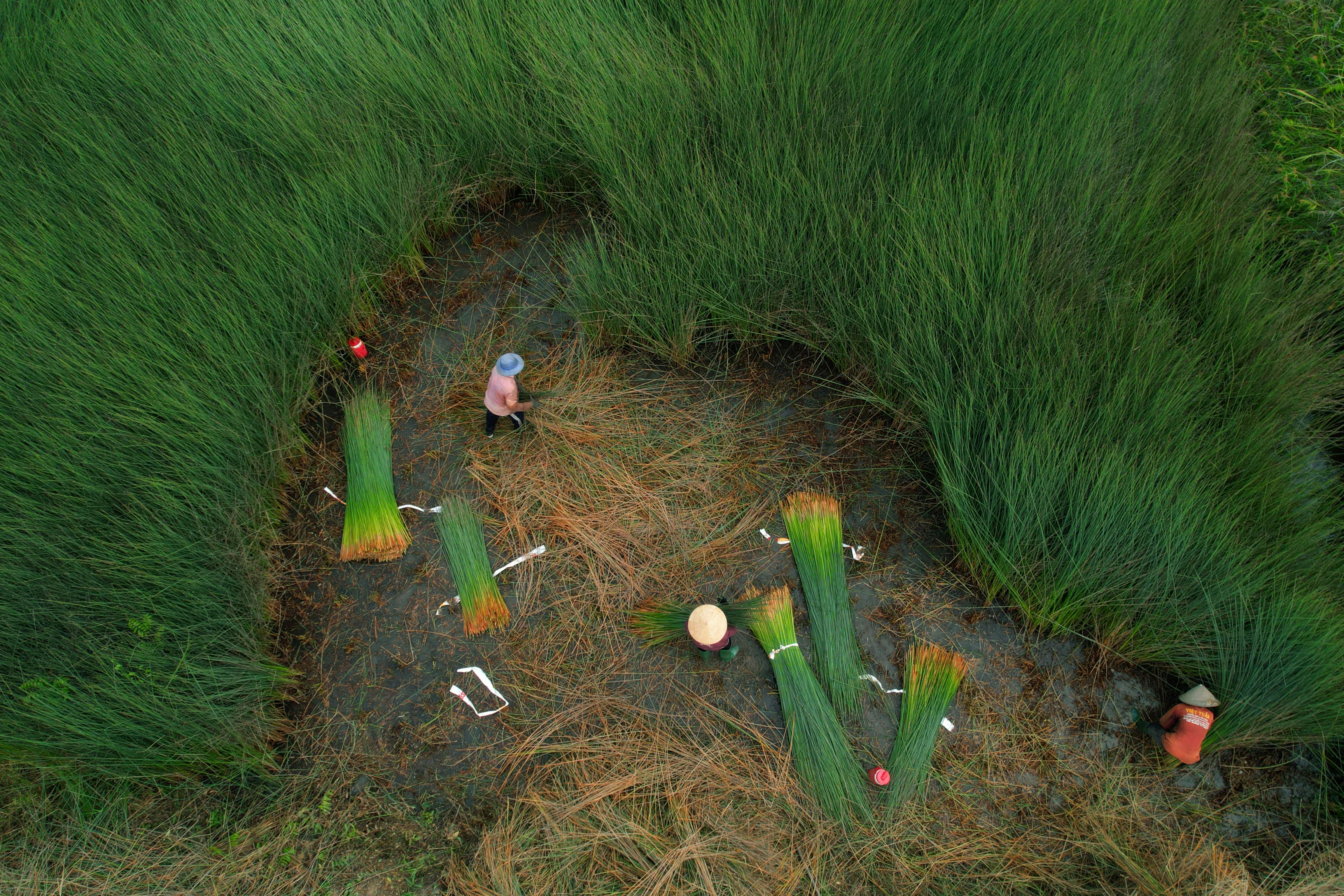 Gratuit Vue aérienne de fermiers récoltant des roseaux d'un vert luxuriant dans une prairie humide. Photos
