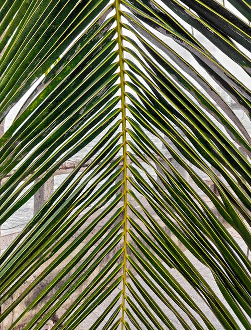 Palm Leaf in Close Up Photography