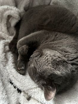 A peaceful grey cat sleeping curled up on a fluffy white blanket.