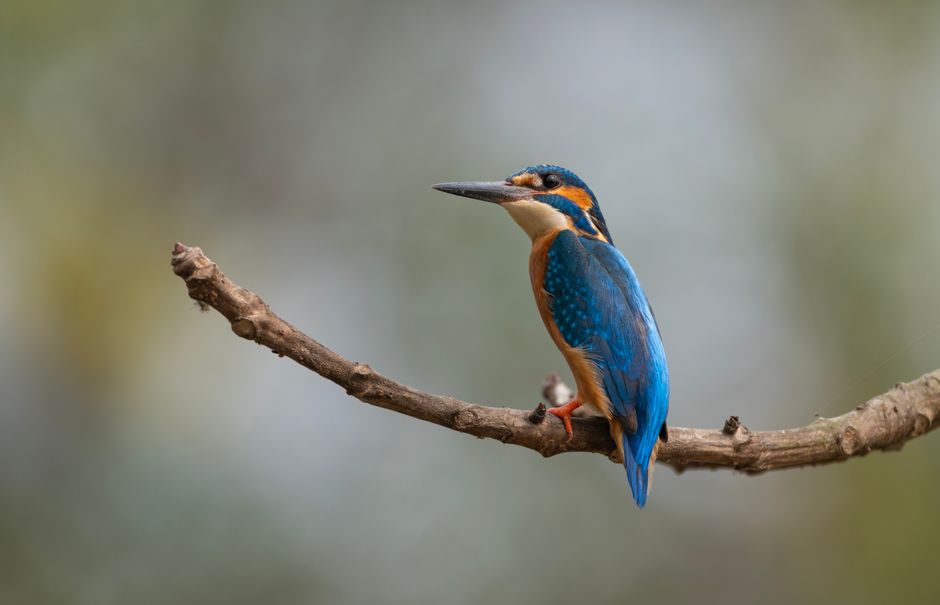 A stunning close-up of a common kingfisher perched on a branch, showcasing its vivid blue and orange plumage.