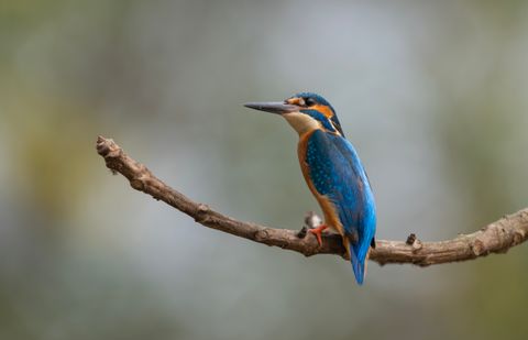 Birdwatching on the South Coast of Sri Lanka: Where to Go, When and What You'll See