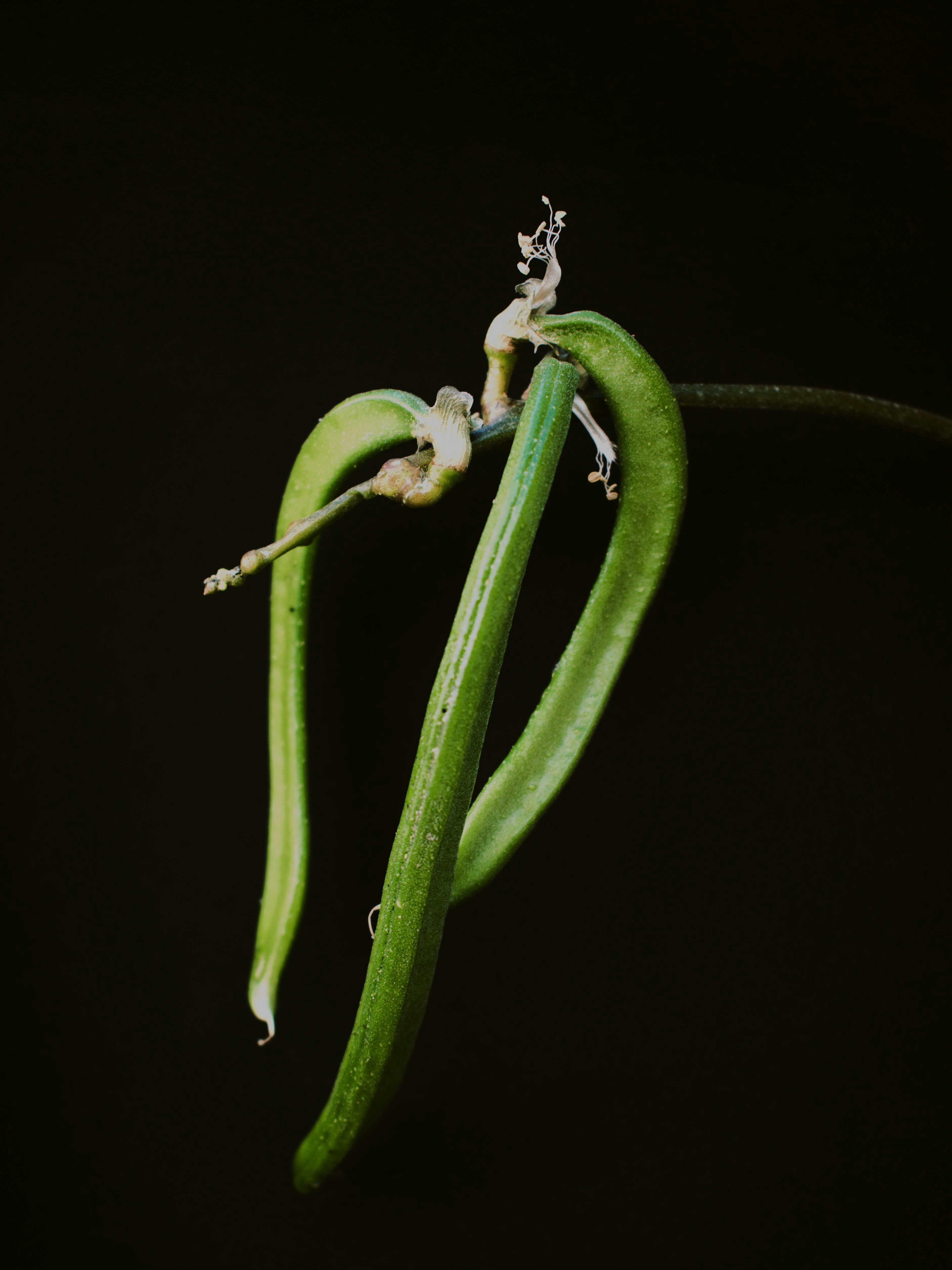 De franc Primer pla de mongetes verdes fresques sobre un fons fosc que mostren una textura natural. Foto d'estoc