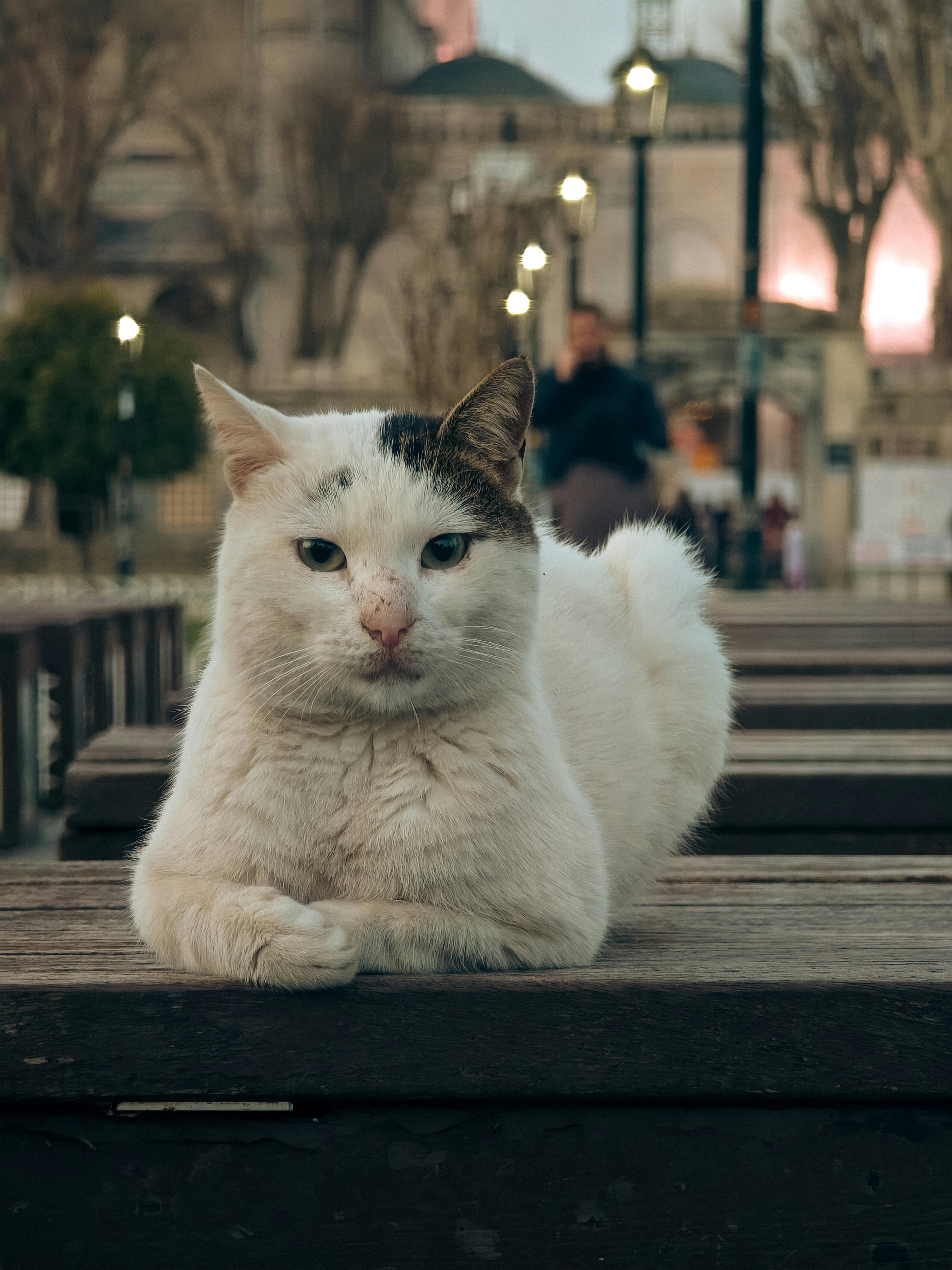 Zadarmo Pokojná túlavá mačka odpočíva vonku na drevenej lavičke a predstavuje mestský život. Fotka z fotobanky