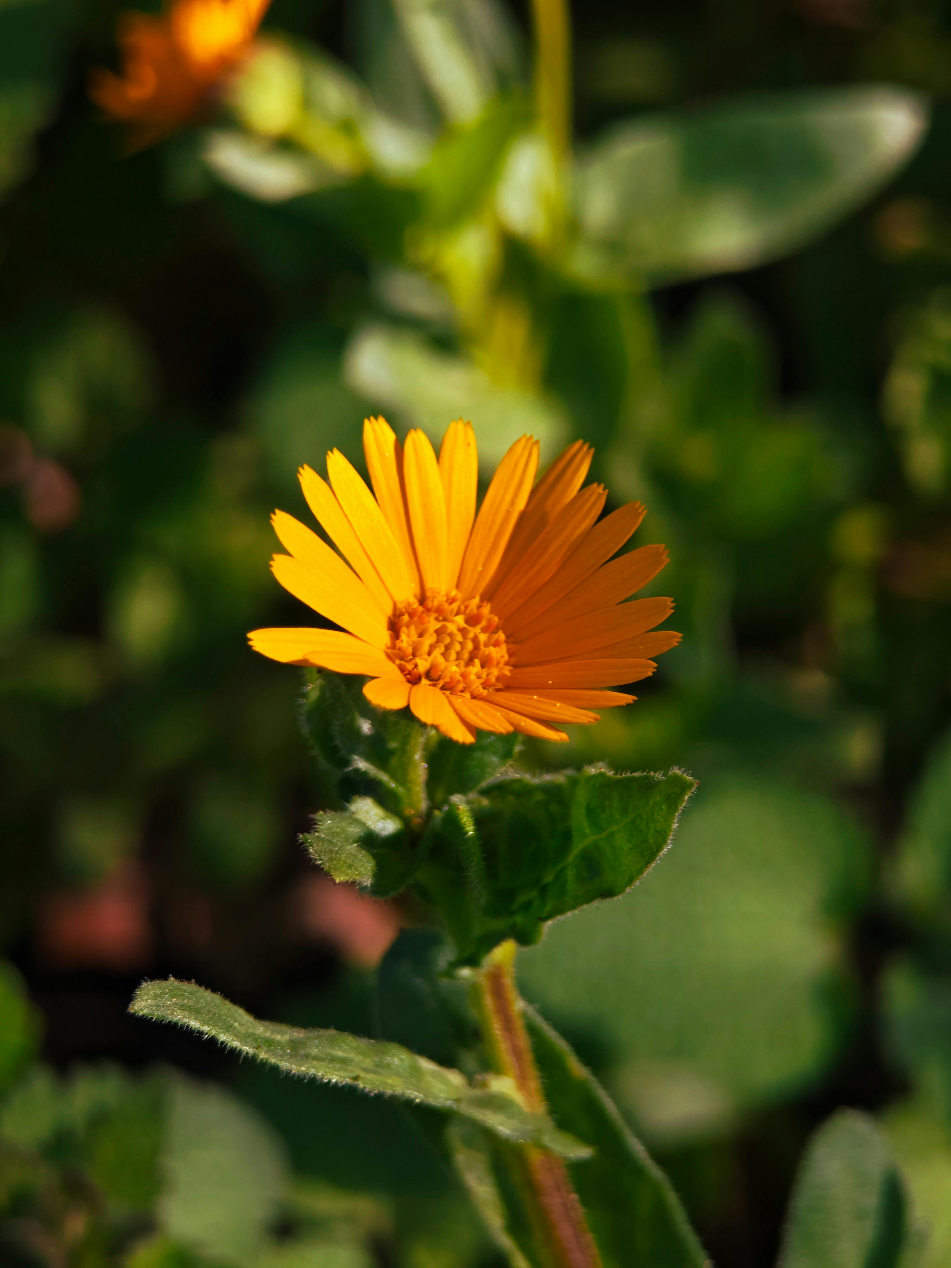 Gratis Primer plano de una flor de caléndula de color amarillo brillante en plena floración, rodeada de hojas verdes. Foto de stock