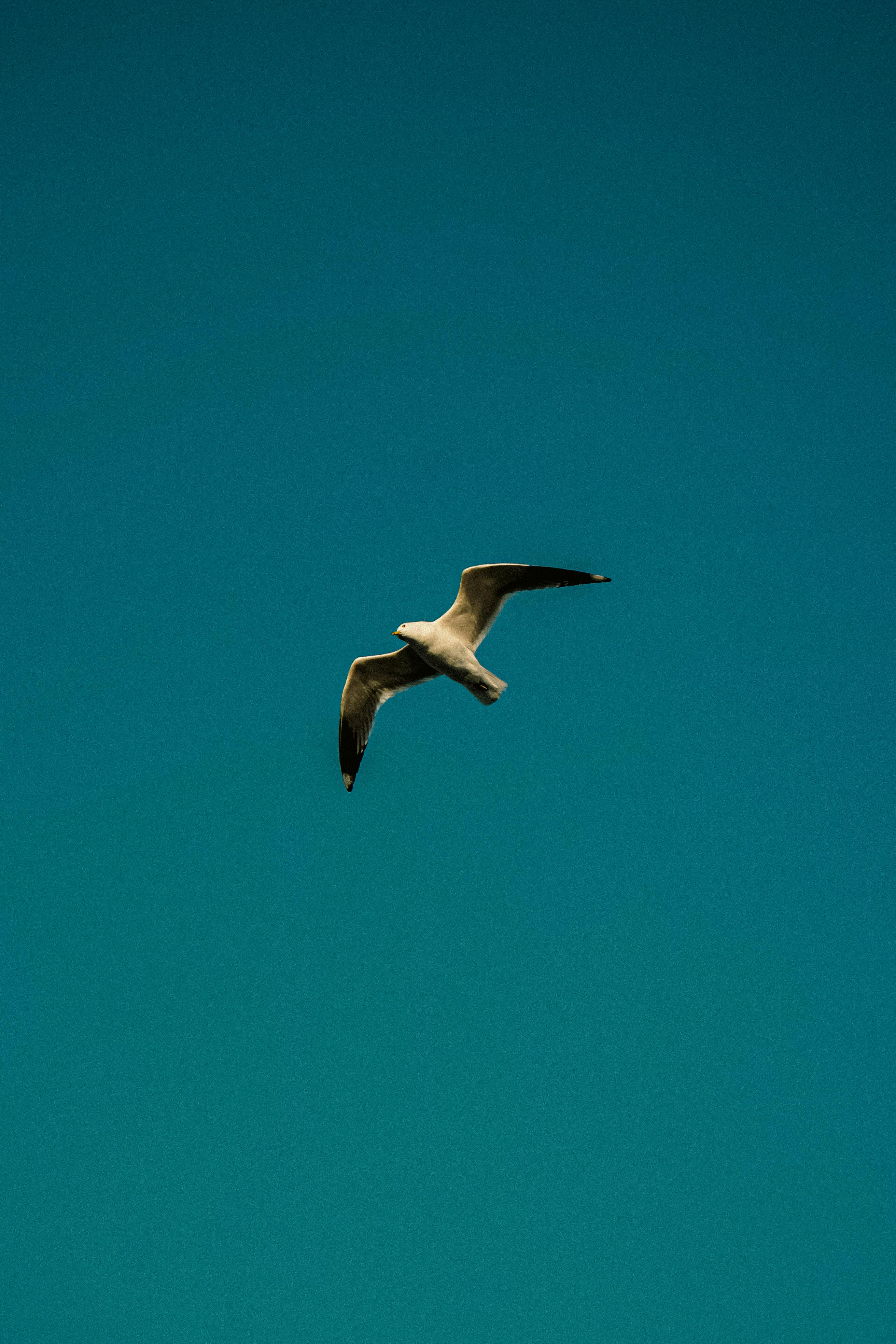 ฟรี คลังภาพถ่ายฟรี ของ laridae, กลางแจ้ง, การถ่ายภาพ คลังภาพถ่าย