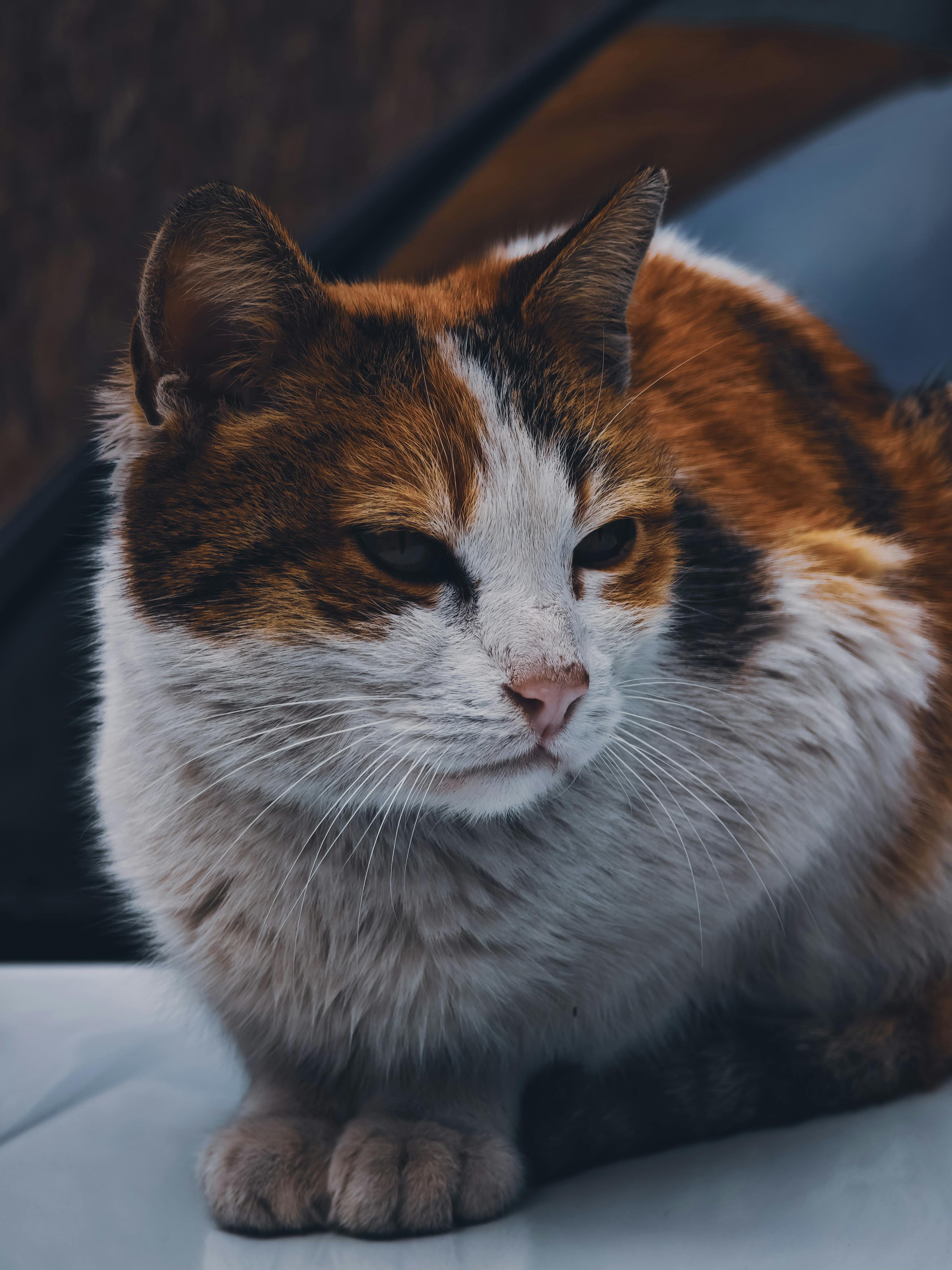 bezplatná Detailní detailní fotografie kaliko kočky s měkkým pozadím. Základová fotografie