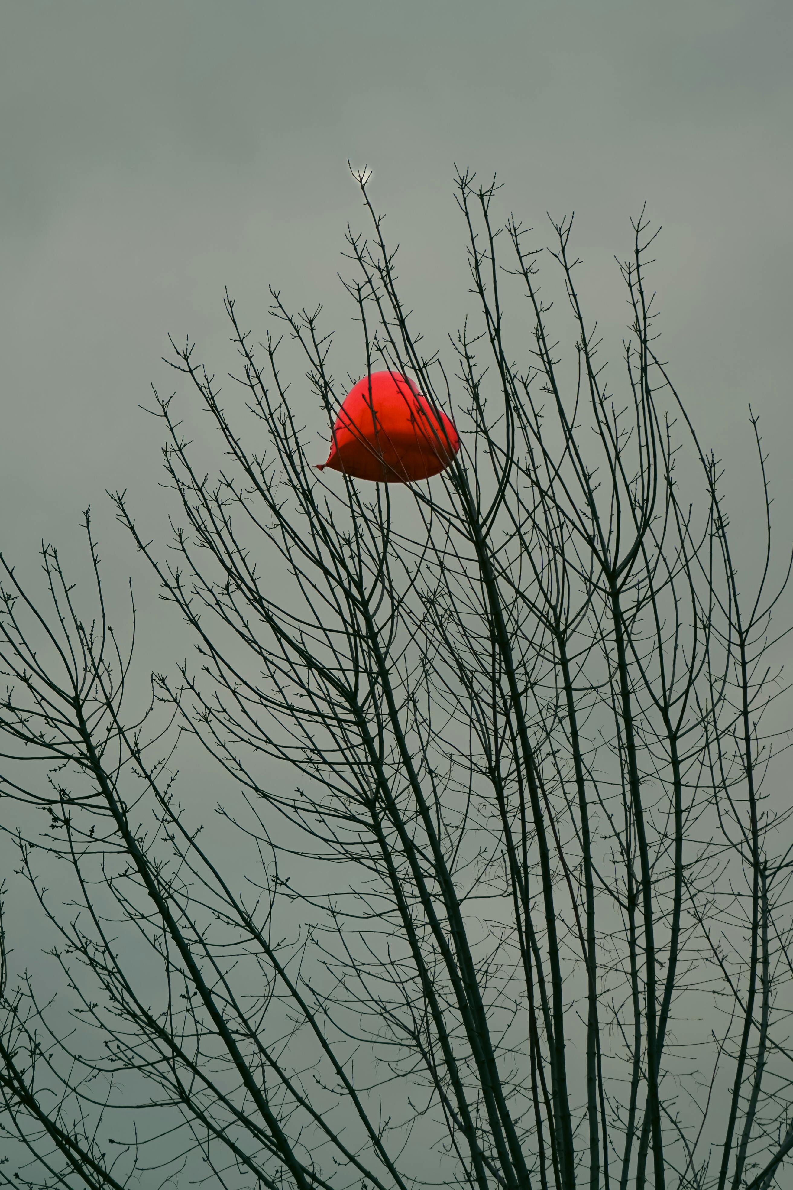 ฟรี หมวกนิรภัยสีแดงสดติดอยู่กับกิ่งไม้ที่ไร้ใบในฤดูหนาว ตัดกับท้องฟ้าสีเทา คลังภาพถ่าย