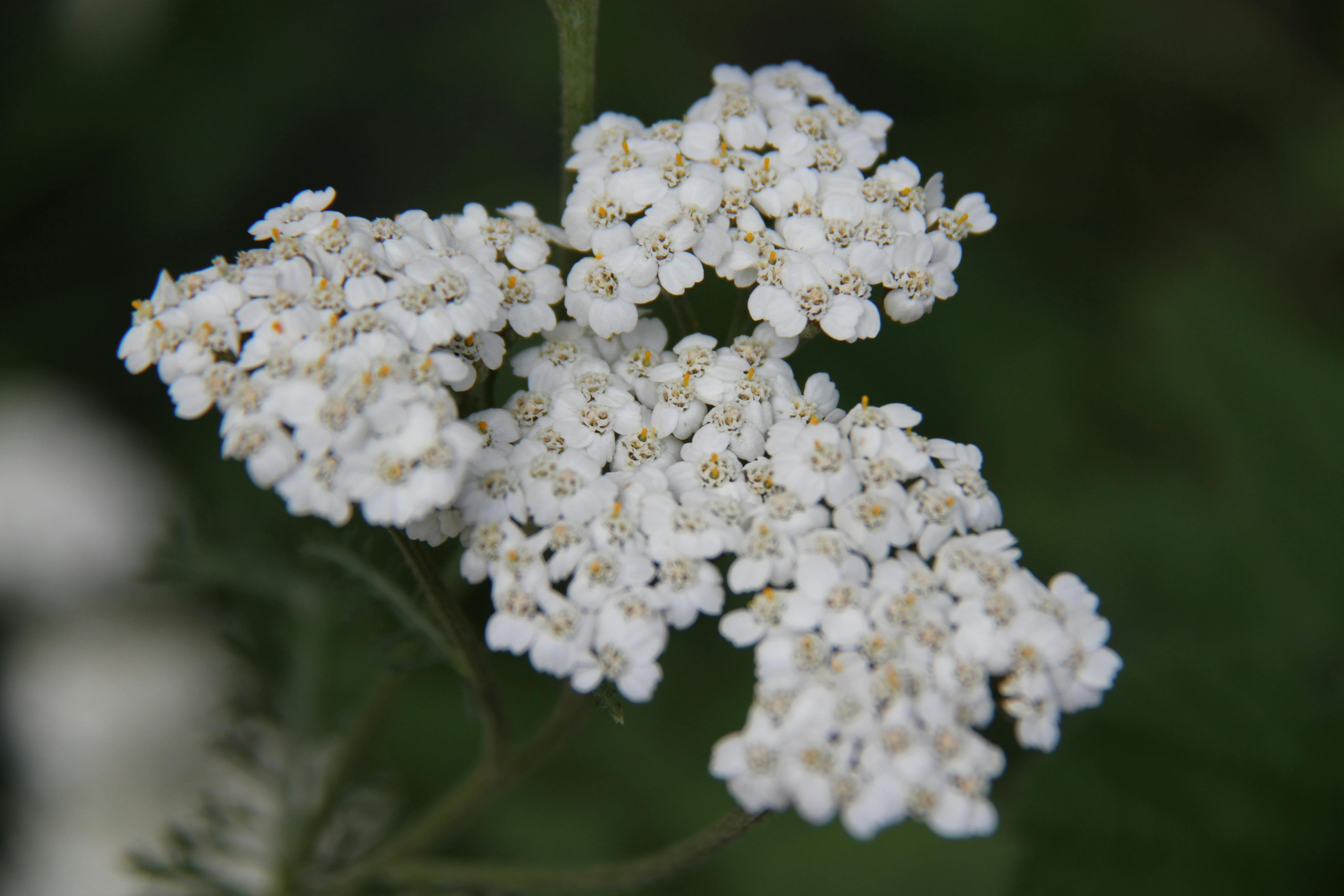Gratis arkivbilde med achillea millefolium, alpin blomst, aromatisk plante Arkivbilde
