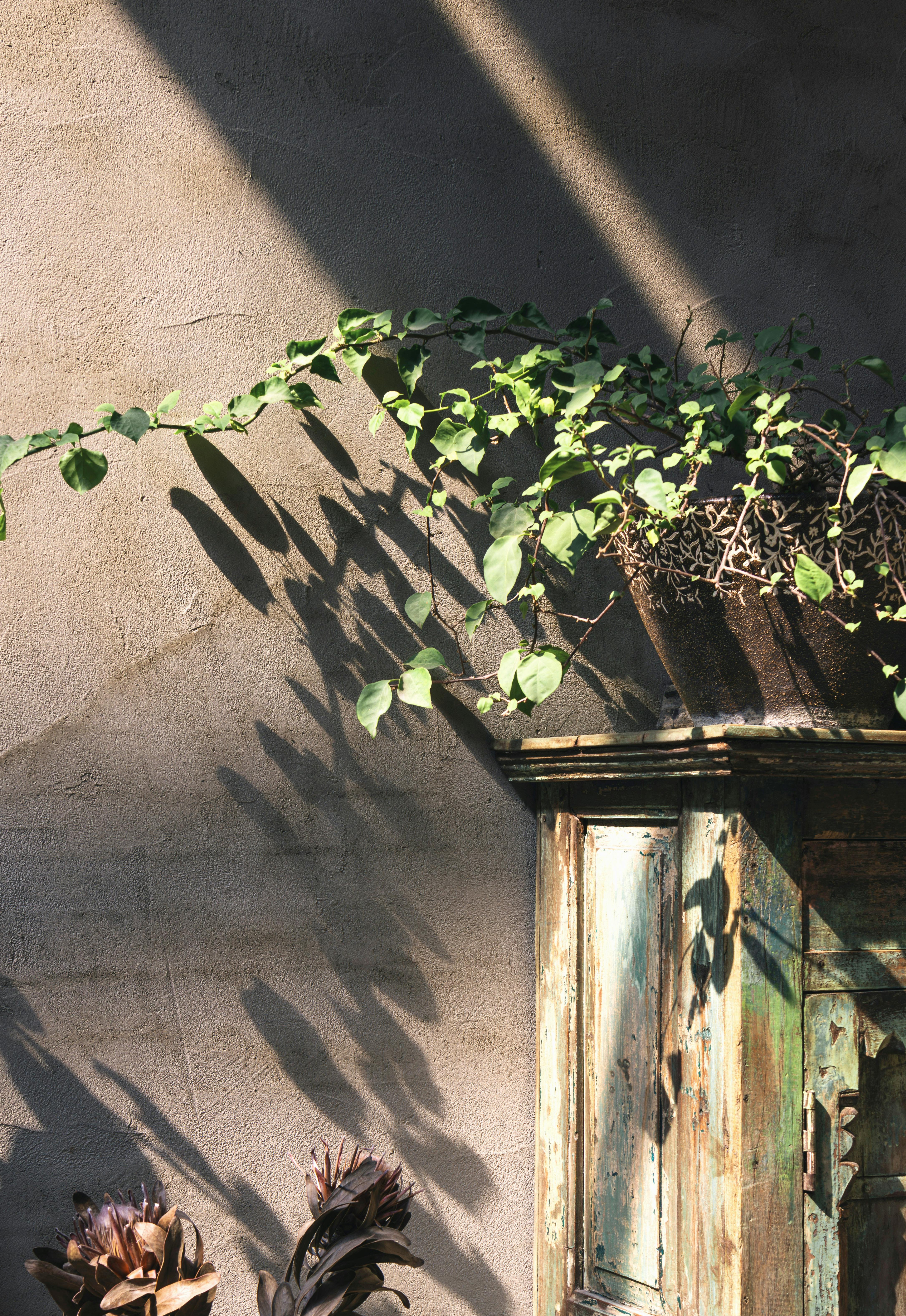 Безкоштовне Сільська стіна з листяною лозою відкидає тіні на природному сонячному світлі, створюючи безтурботну атмосферу. стокове фото