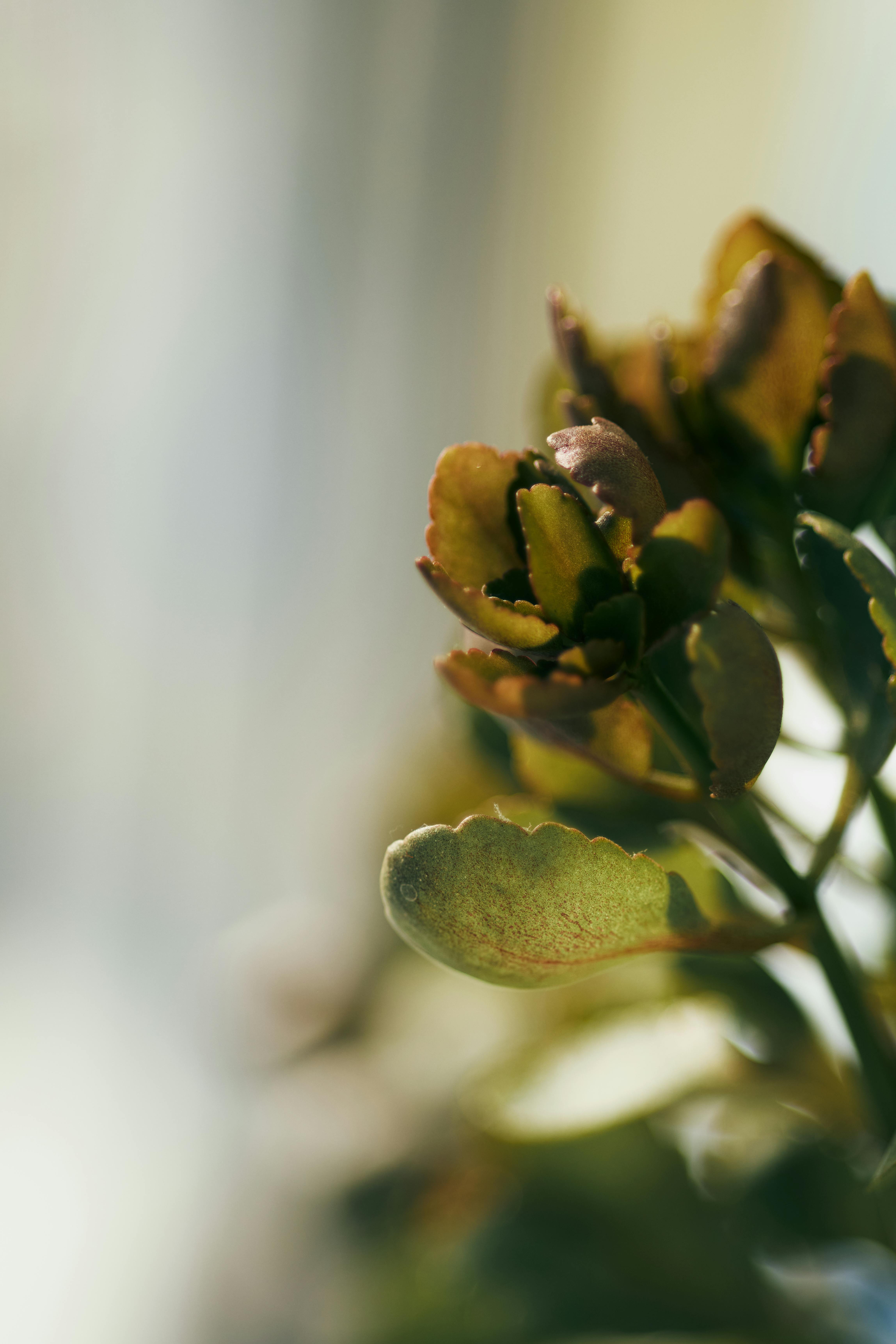 bezplatná Detailní pohled na sukulentní rostlinu zalitou teplým přirozeným světlem, která jí dodává zemitý nádech. Základová fotografie