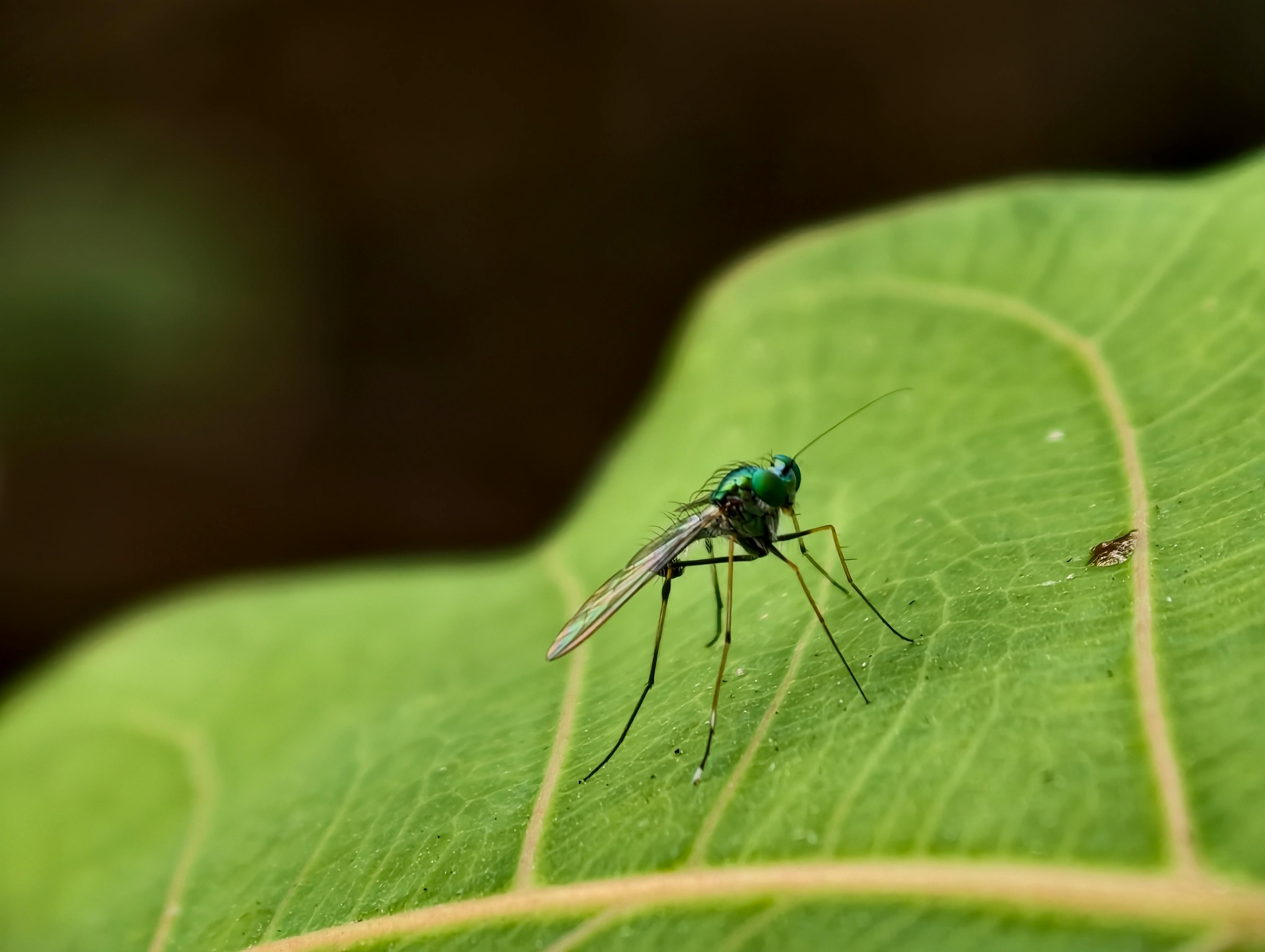Gratuit Fotografie macro a unei musculițe verde metalizat care se odihnește pe o frunză verde strălucitor, prezentând detalii vii. Fotografie de stoc