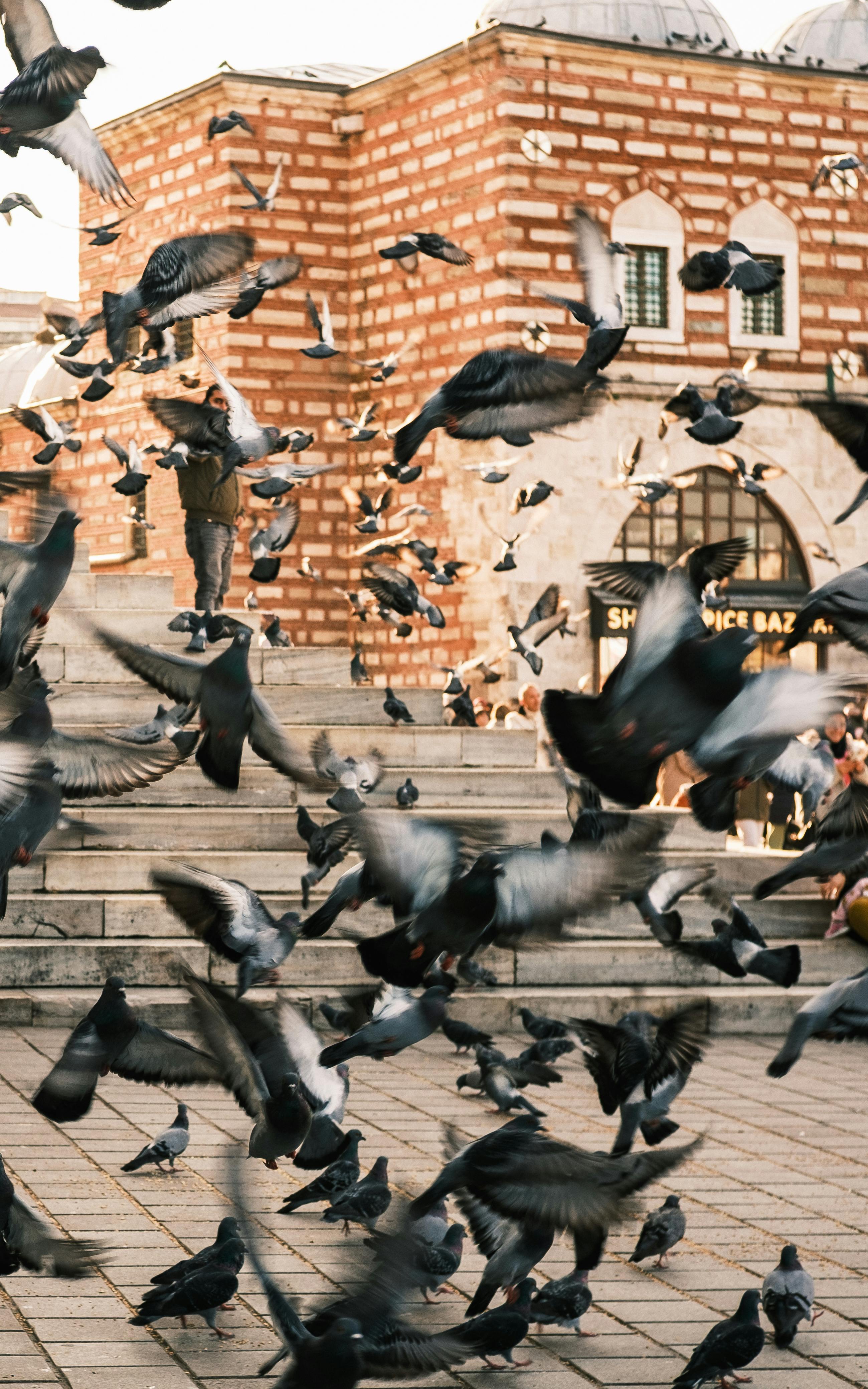ฟรี ภาพอันน่าตื่นตาตื่นใจของฝูงนกพิราบที่บินวนเวียนอยู่รอบอาคารหินเก่าแก่ สะท้อนให้เห็นถึงชีวิตชีวาของเมืองใหญ่ คลังภาพถ่าย