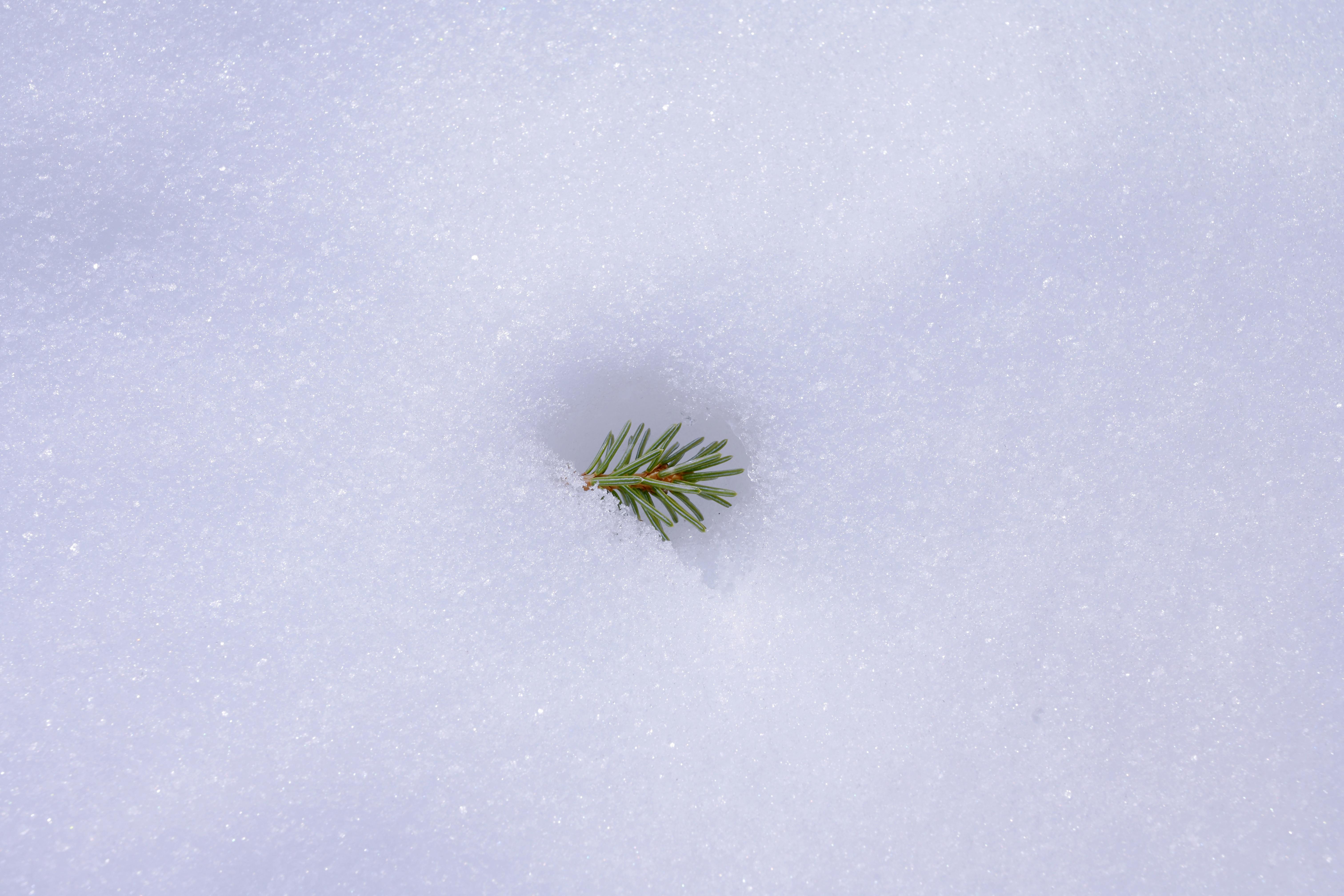 Miễn phí Một nhánh cây thường xanh nhỏ nhô lên từ một cánh đồng tuyết trắng tinh khôi, làm nổi bật sự tương phản giữa thiên nhiên và mùa đông. Ảnh lưu trữ