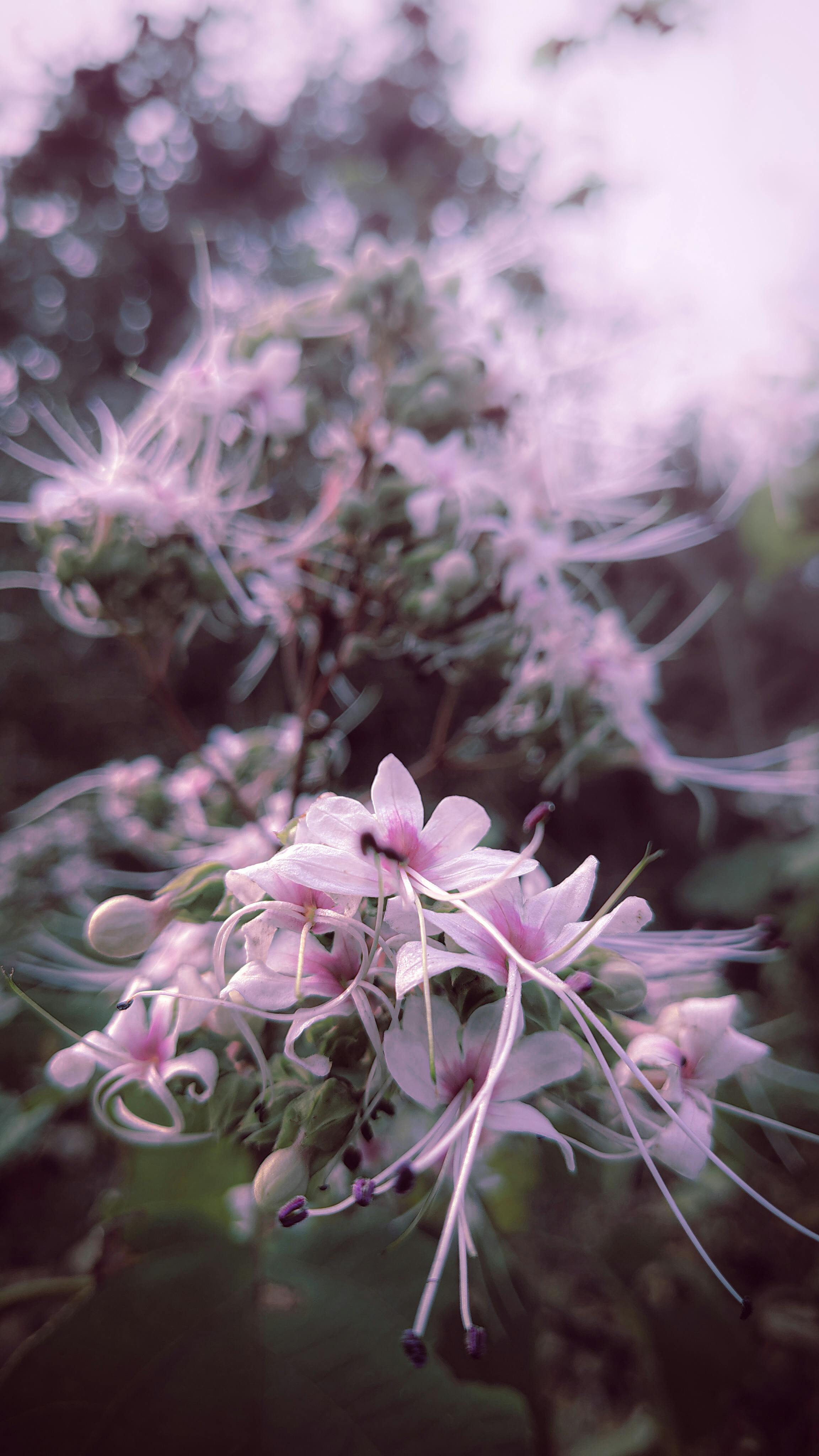 Gratis Immagine sfocata di fiori selvatici rosa che sbocciano all'aperto durante il giorno, a testimonianza della bellezza della natura. Foto a disposizione