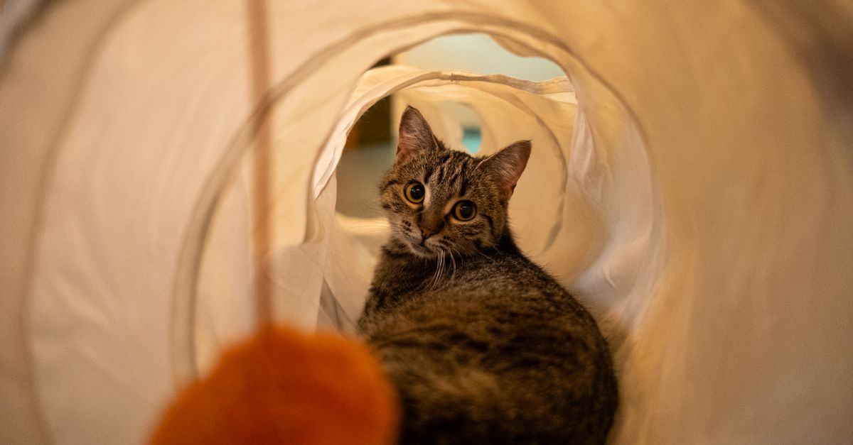 10 Creative Ideas for Your Pet Zone Design